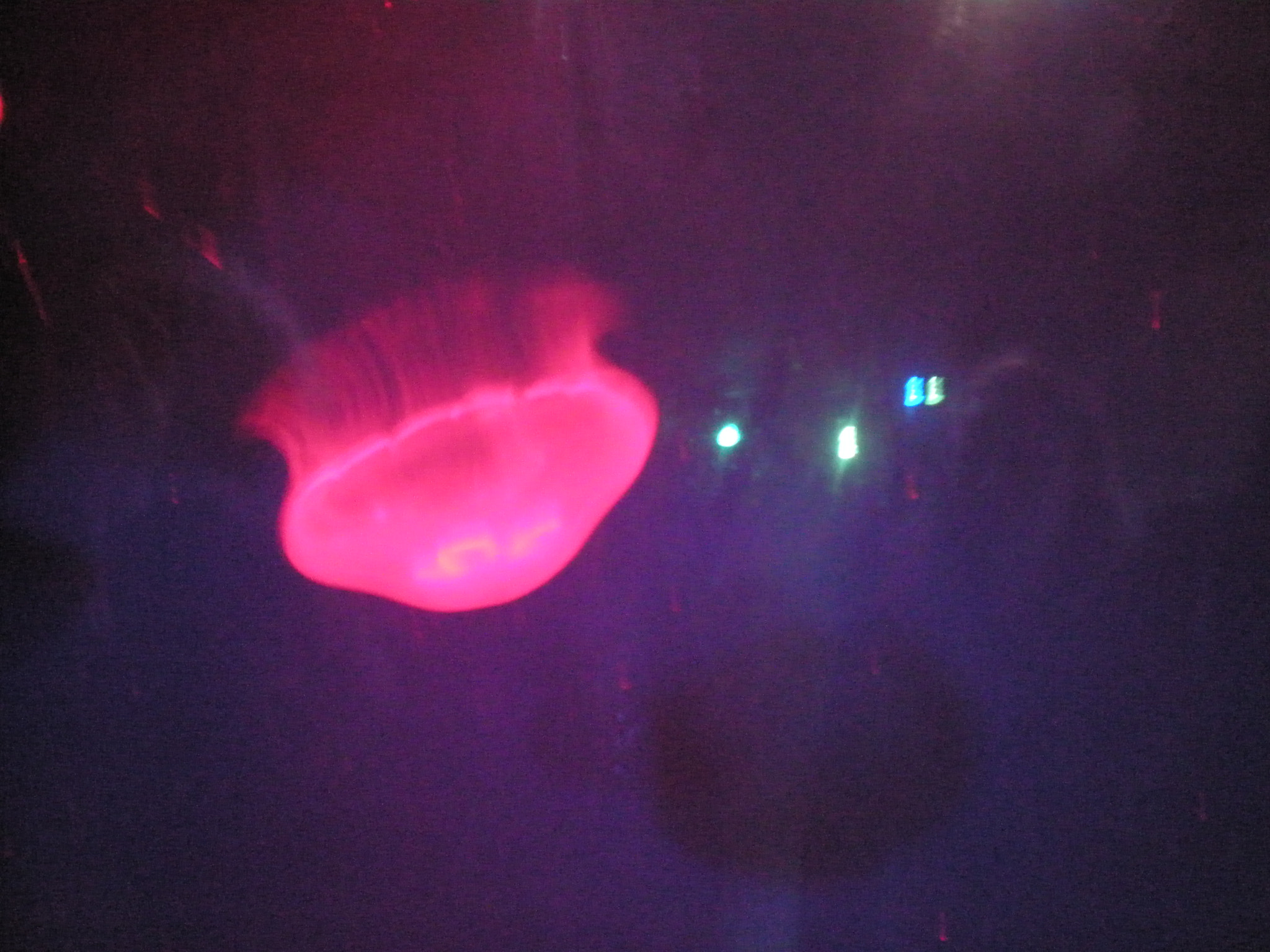 Olympus FE280,X820,C520 sample photo. Jellyfish ii photography