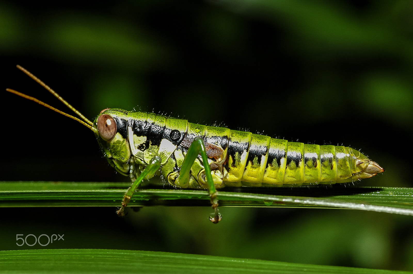 Nikon D70s + Nikon AF Micro-Nikkor 60mm F2.8D sample photo. Locust photography