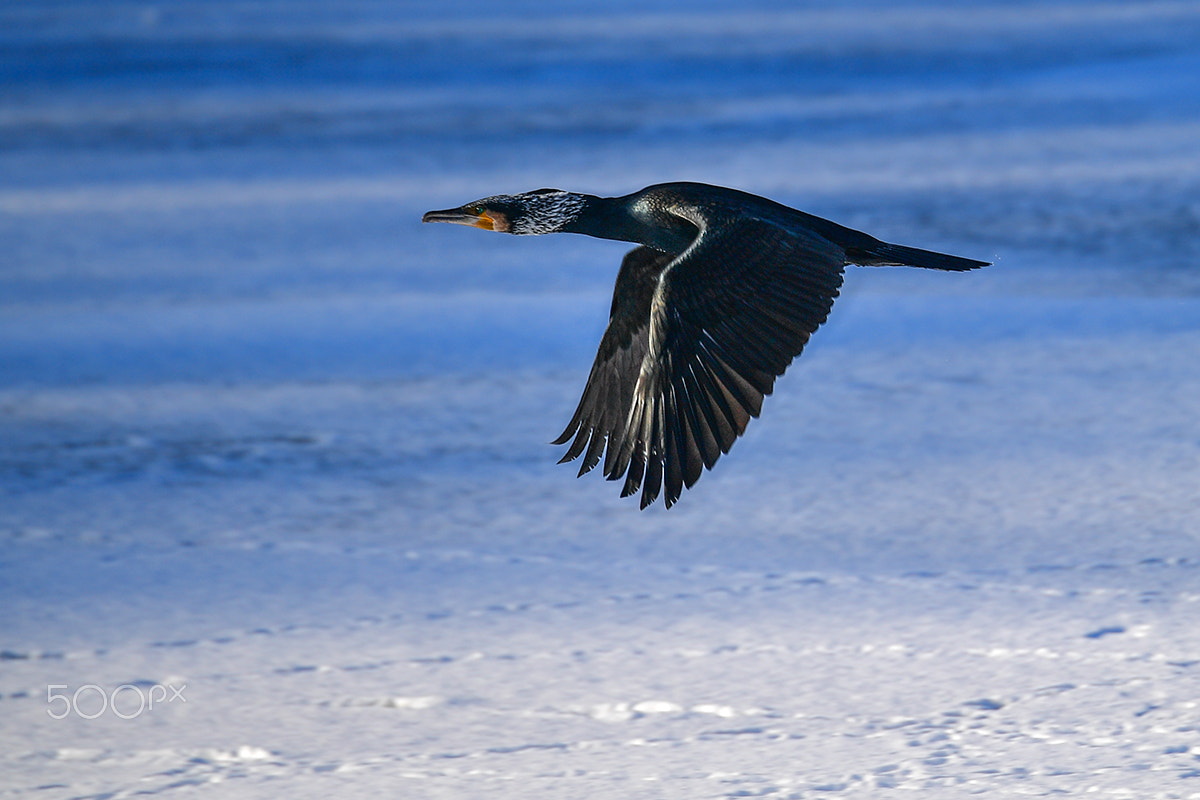 Nikon D5 sample photo. Great cormorant photography
