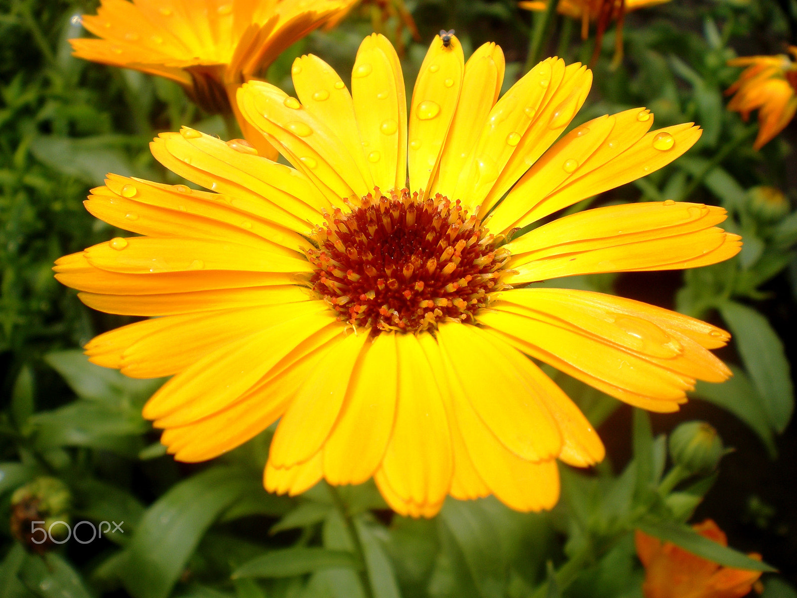 Olympus FE280,X820,C520 sample photo. A flower photography