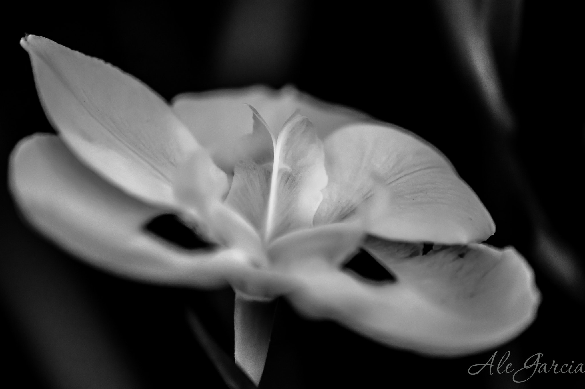 Nikon AF-S DX Micro-Nikkor 85mm F3.5G ED VR sample photo. Belleza entre las sombras photography