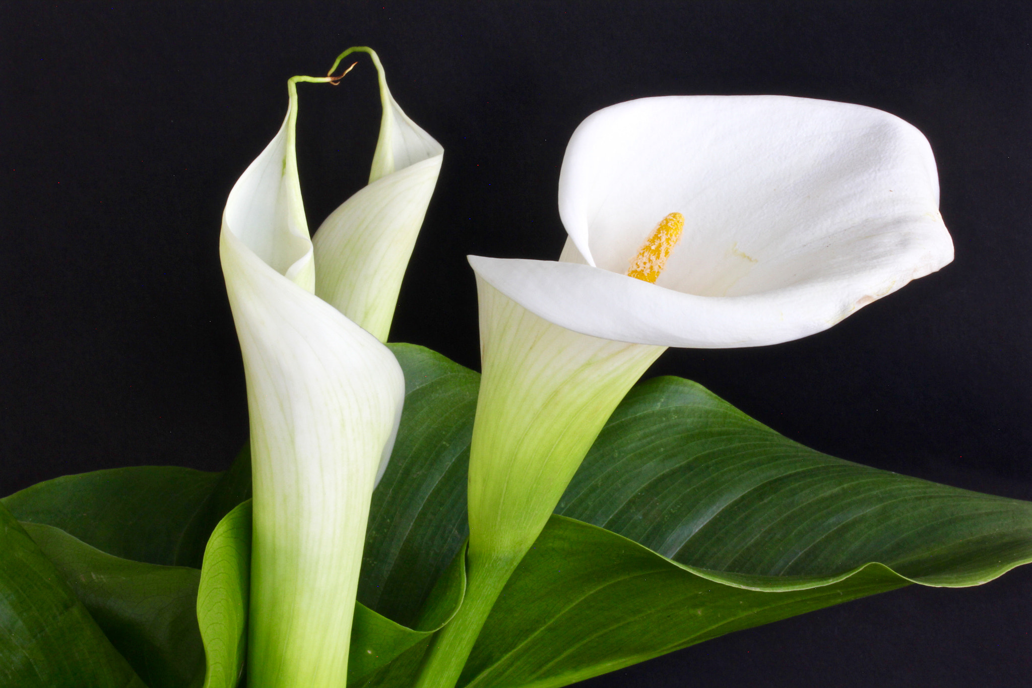 Canon EF-S 60mm F2.8 Macro USM sample photo. Calla lilles closeup photography