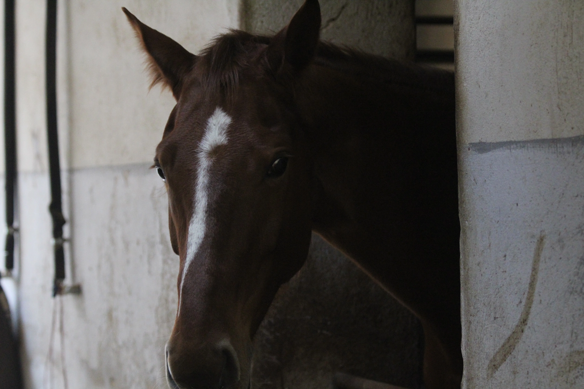 Canon EF 70-300mm F4-5.6 IS USM sample photo