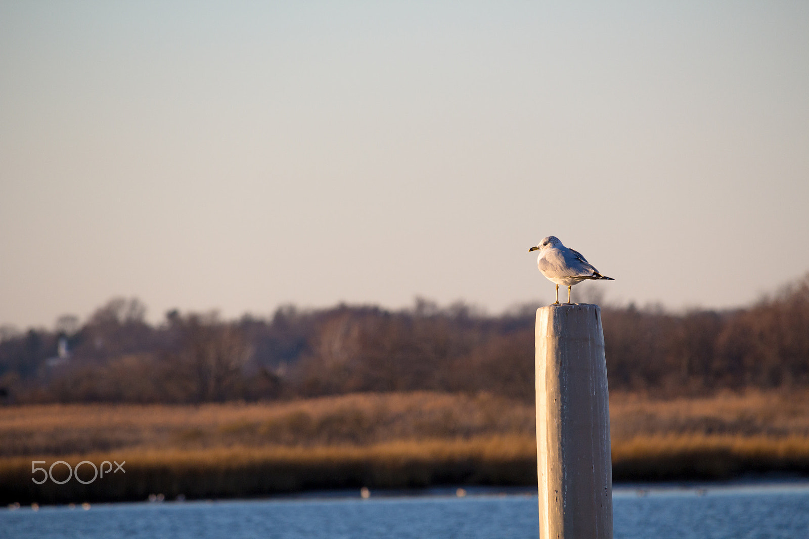 Canon EOS 100D (EOS Rebel SL1 / EOS Kiss X7) sample photo. Clam by the water photography