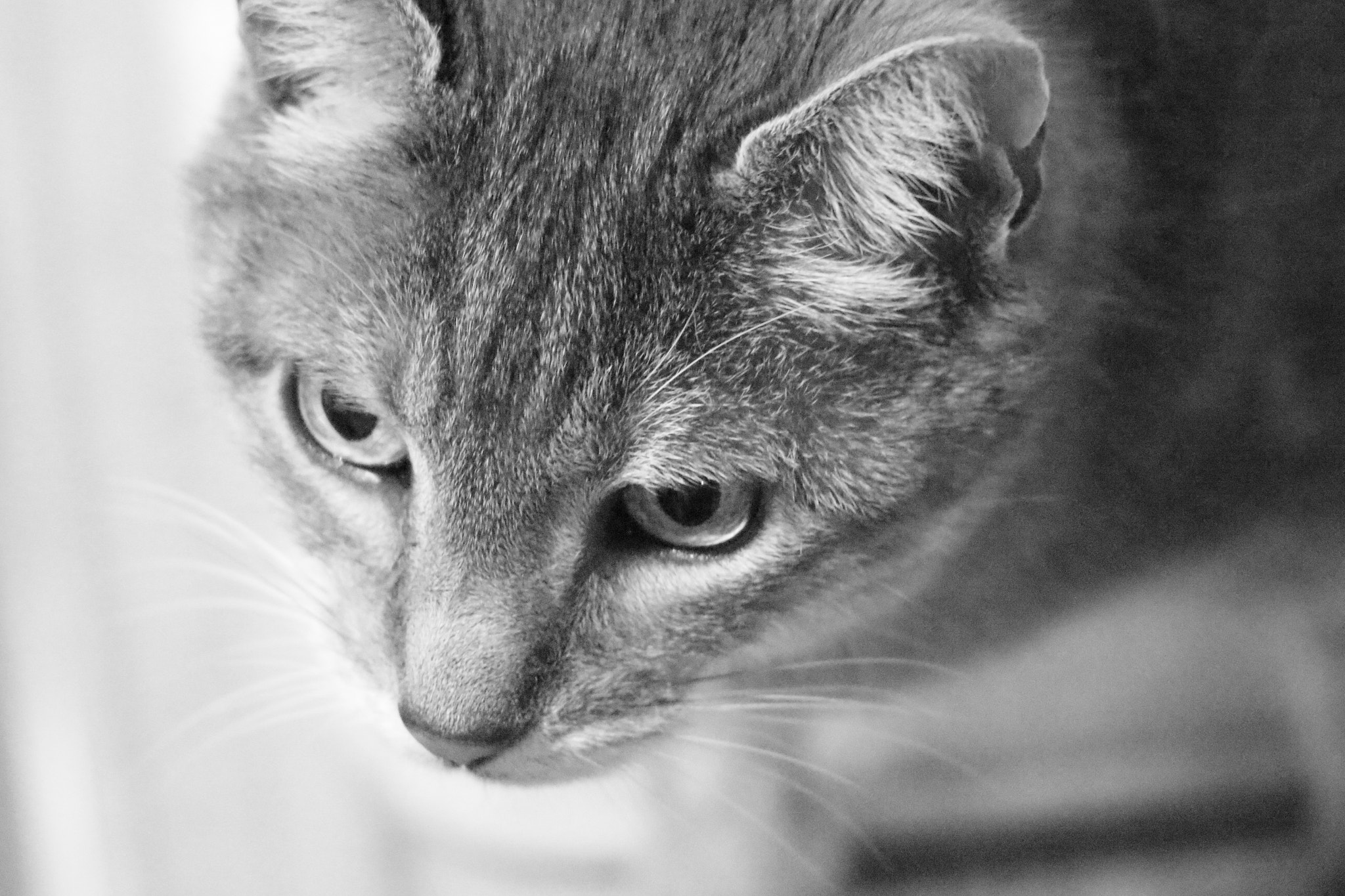 Sigma 50-500mm f/4-6.3 APO HSM EX sample photo. Bella photography