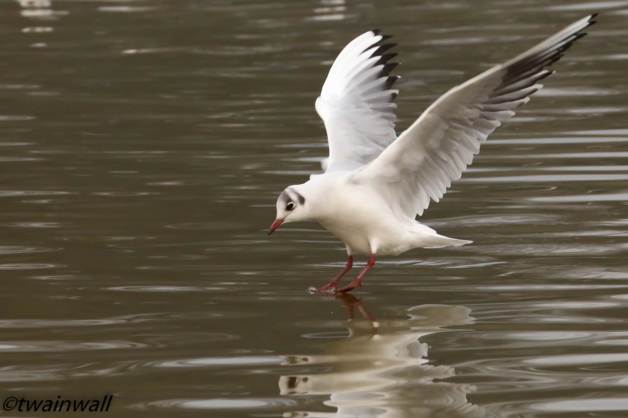 Canon EF 70-300mm F4-5.6L IS USM sample photo. Water landing photography