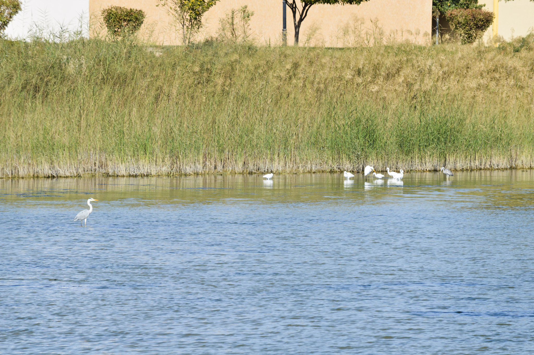 Nikon D3200 sample photo. Swimming birds photography