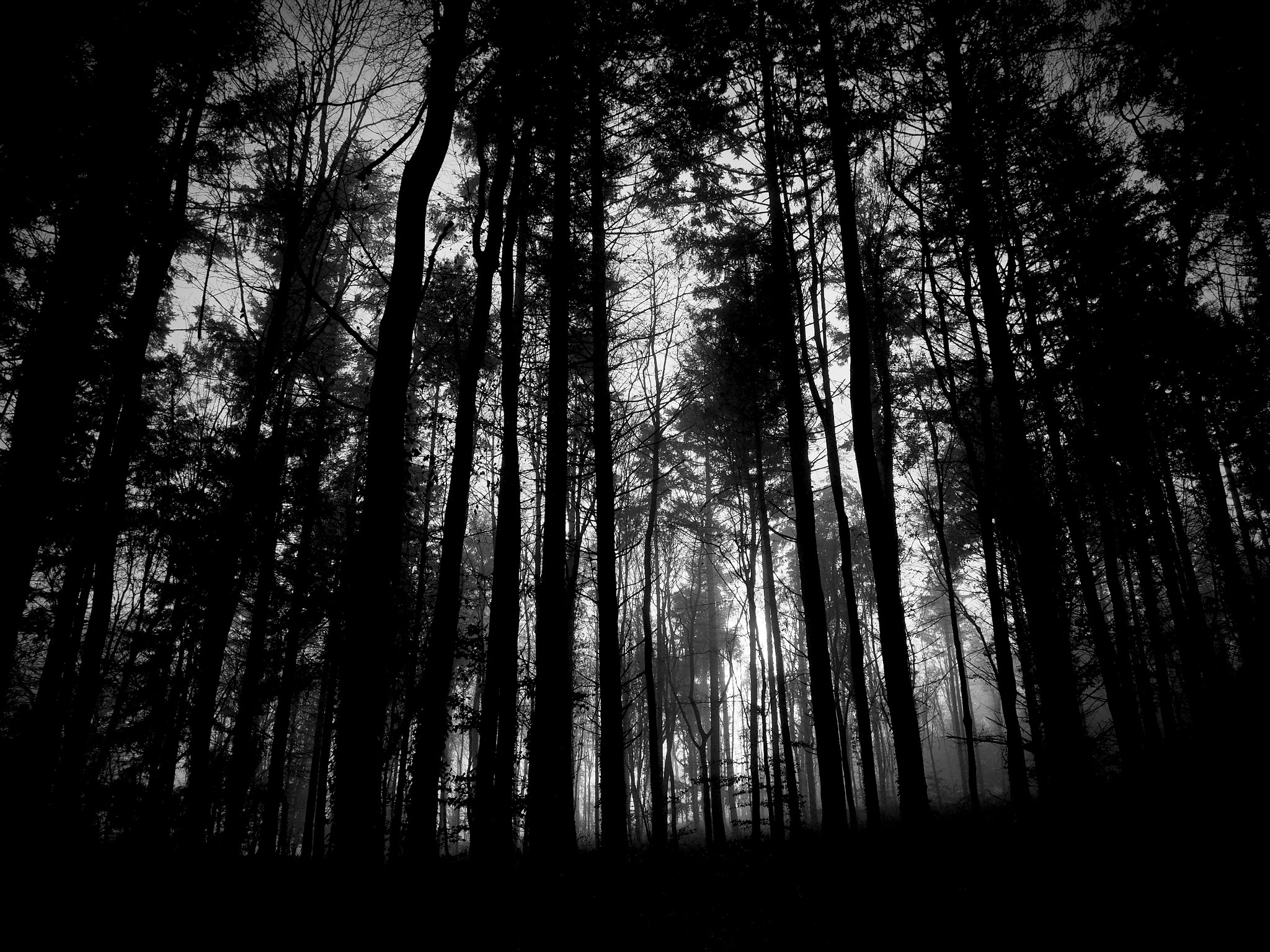 Olympus PEN-F sample photo. Dark of the winter woods photography