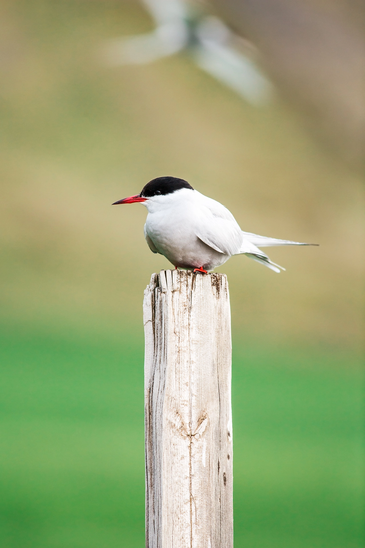 Canon EF 400mm F5.6L USM sample photo. A r c t i c . t e r n photography