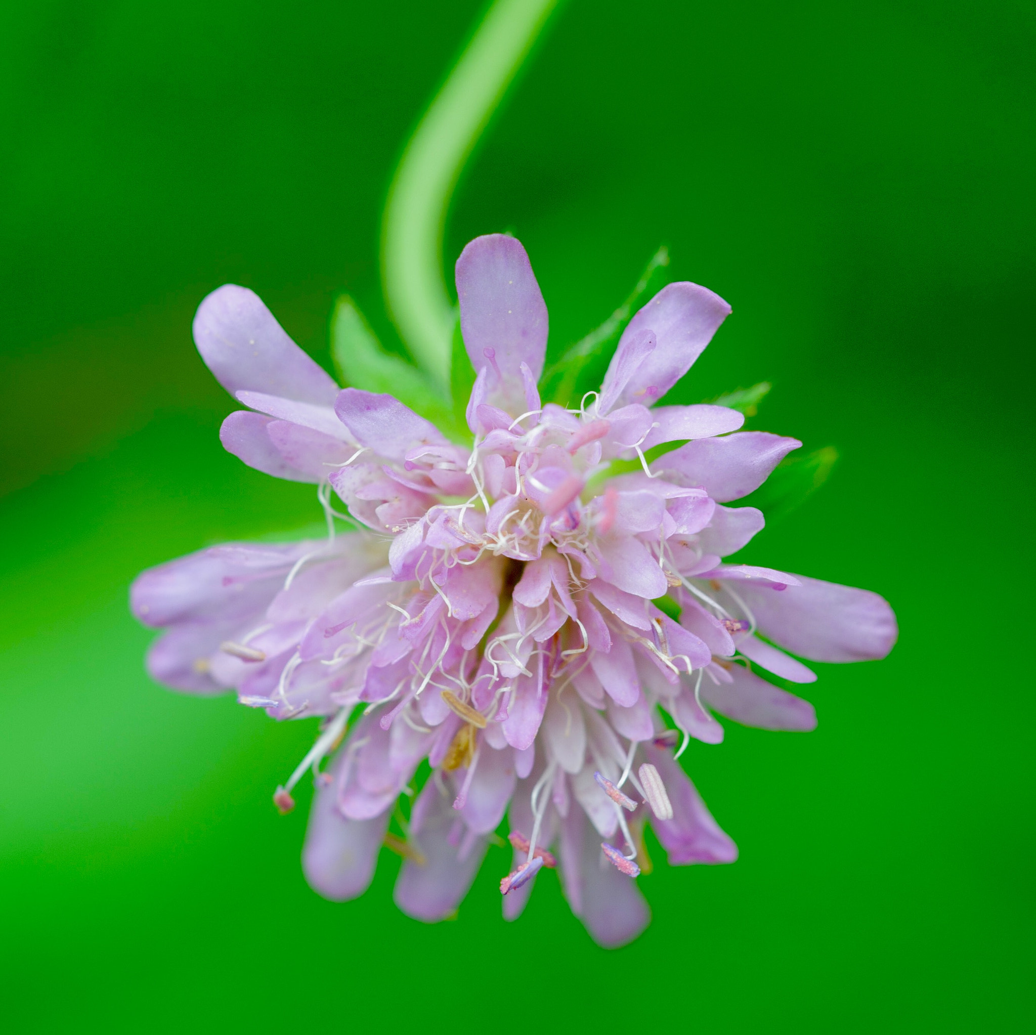 Nikon D700 sample photo. Flower photography