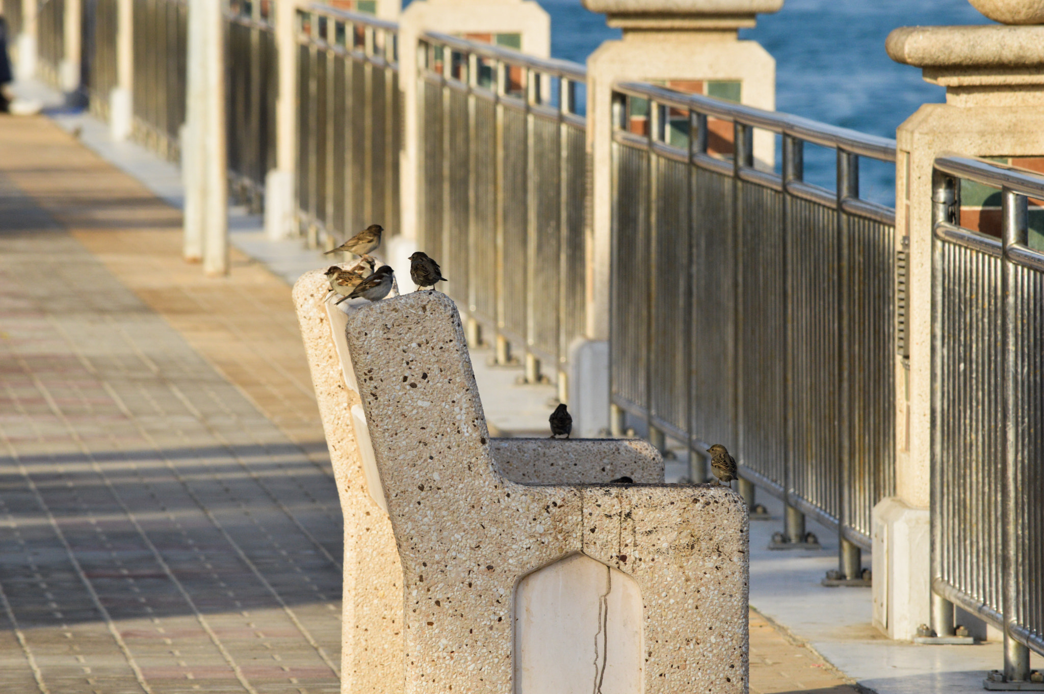 Nikon D3200 sample photo. Birds relaxing photography