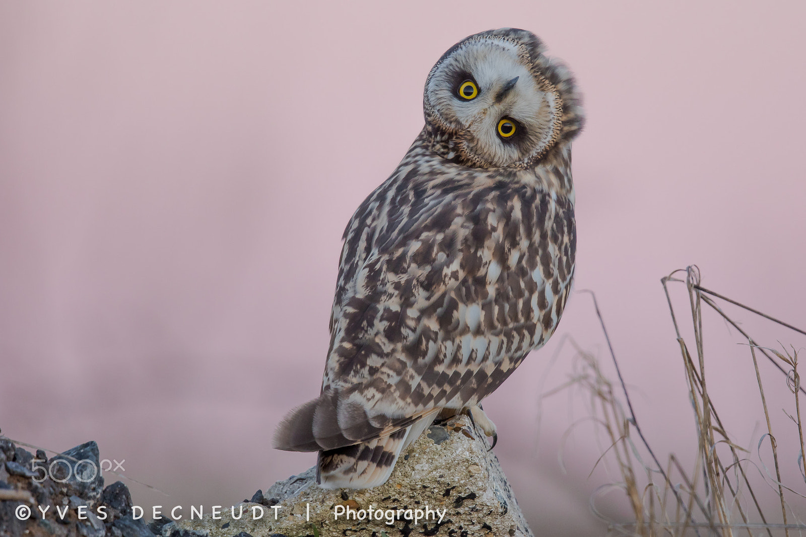 Canon EF 500mm F4L IS II USM sample photo. Short-eared owl...up-side down photography