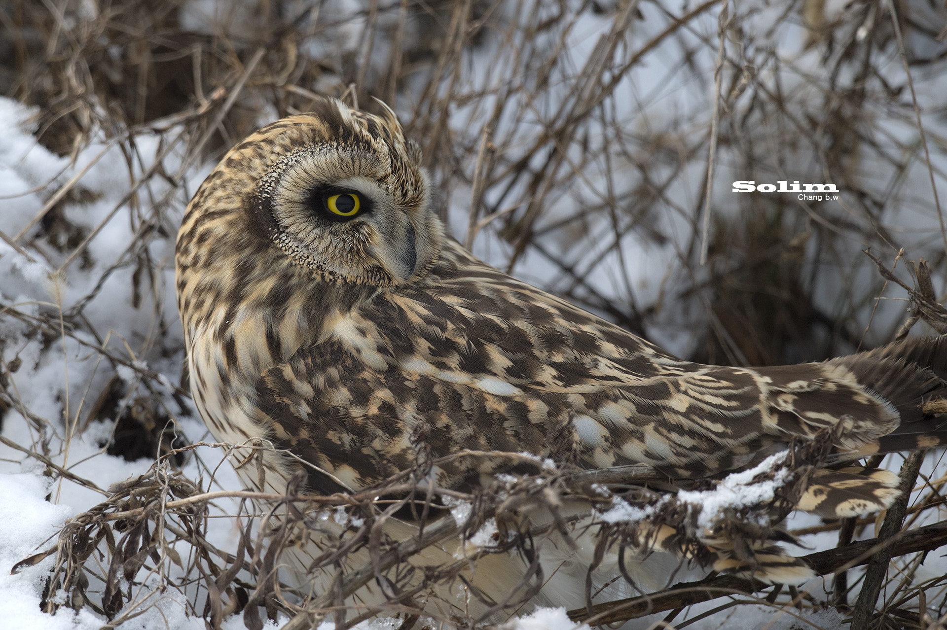 Nikon AF-S Nikkor 800mm F5.6E FL ED VR sample photo. Short-eared owl~~~ photography