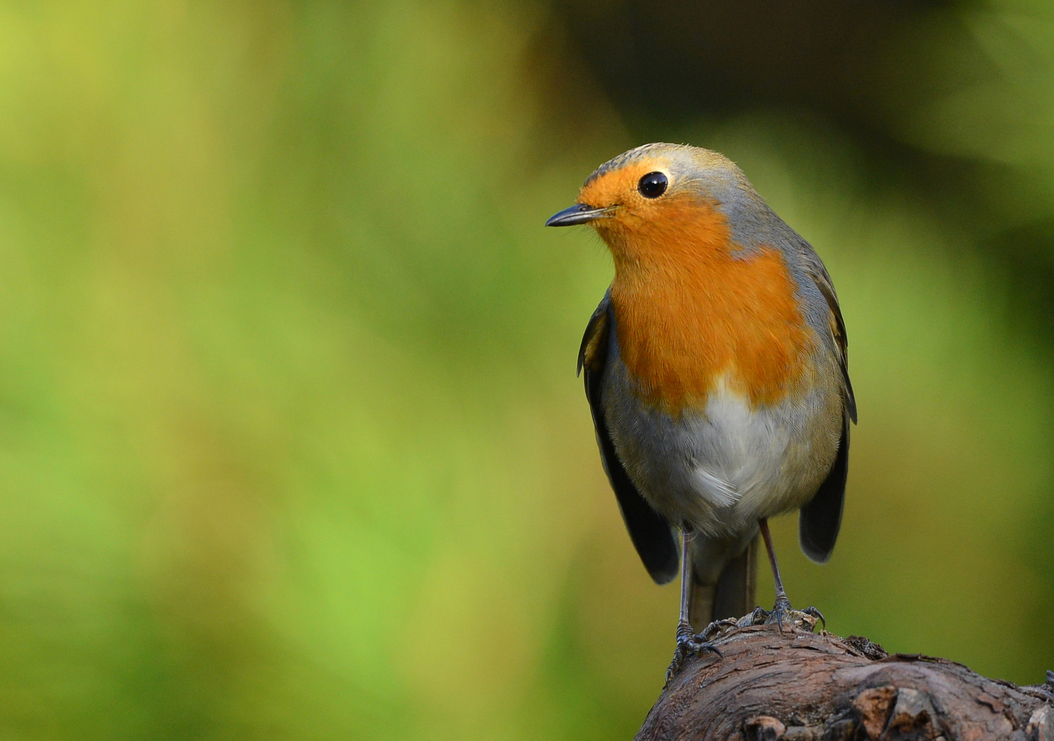 Nikon D600 sample photo. Roodborst photography