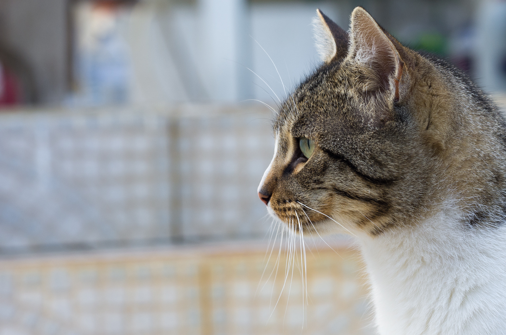Pentax smc DA* 50-135mm F2.8 ED (IF) SDM sample photo. Posing cat photography