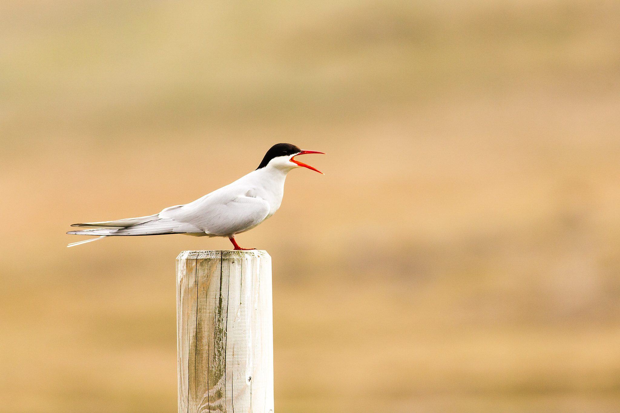 Canon EF 400mm F5.6L USM sample photo. A r c t i c . t e r n . i i photography