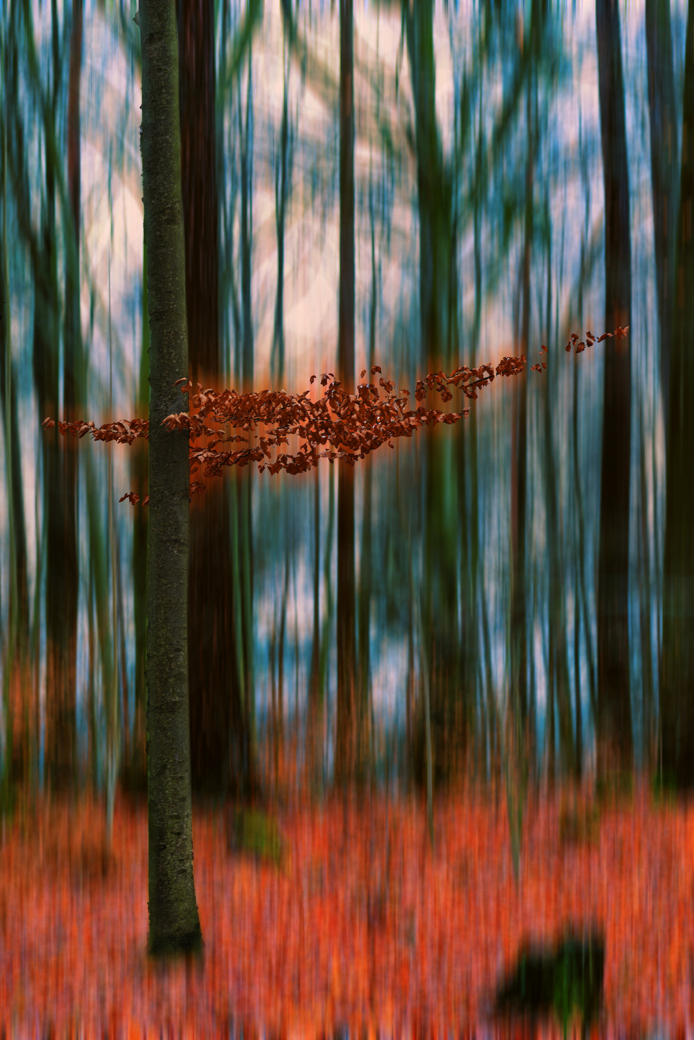 Pentax K-1 sample photo. Autumn trees photography