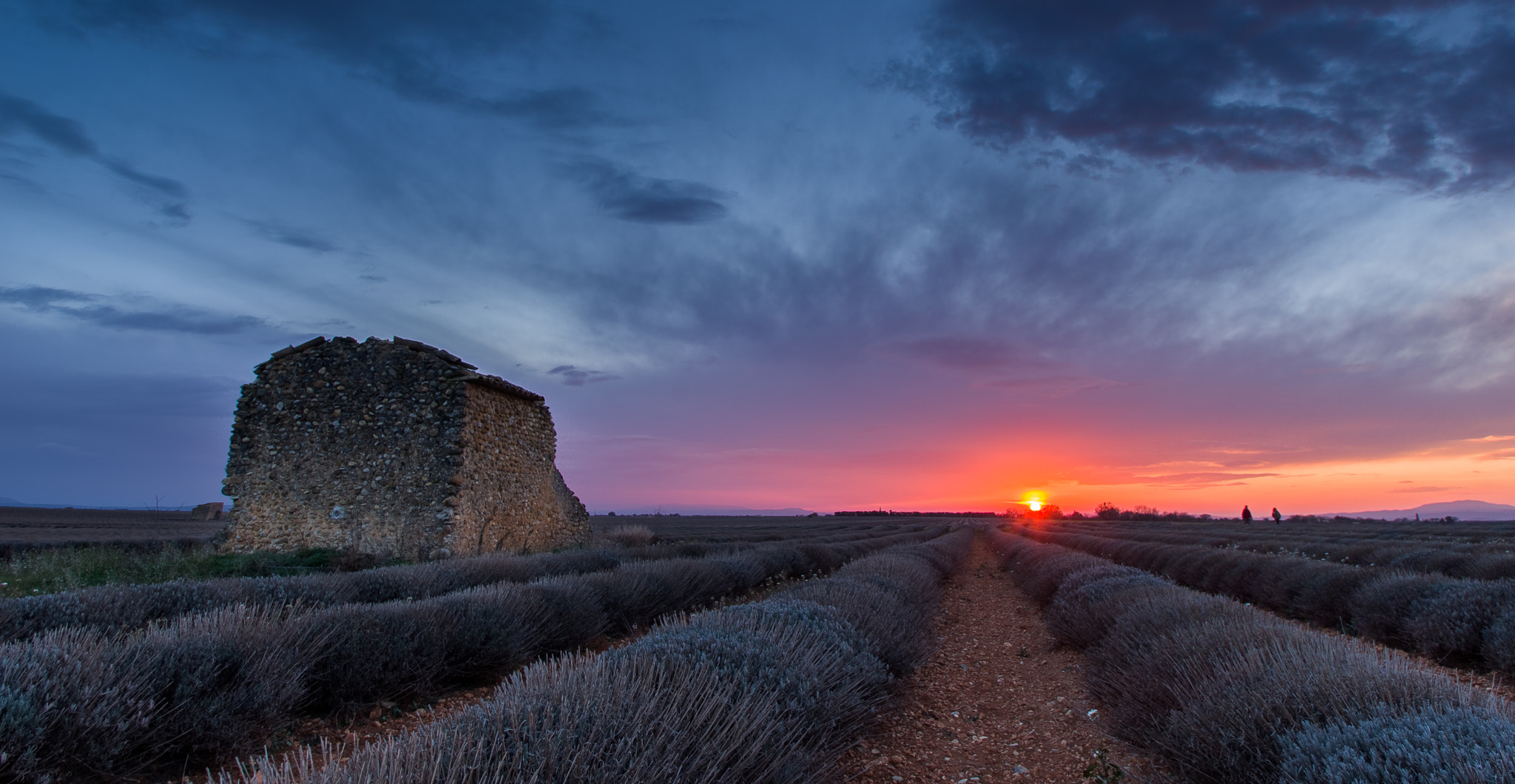 Pentax K-70 sample photo. January lavander photography