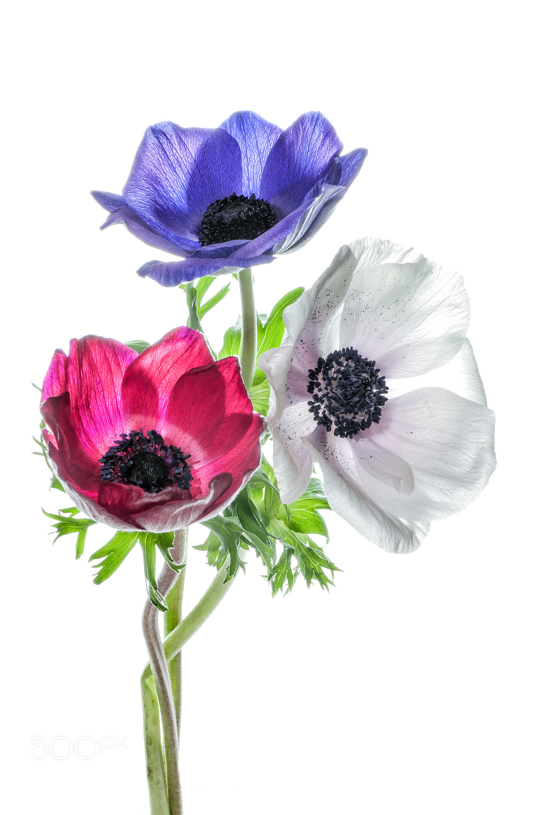 Pentax K-1 sample photo. 3 others anemones photography