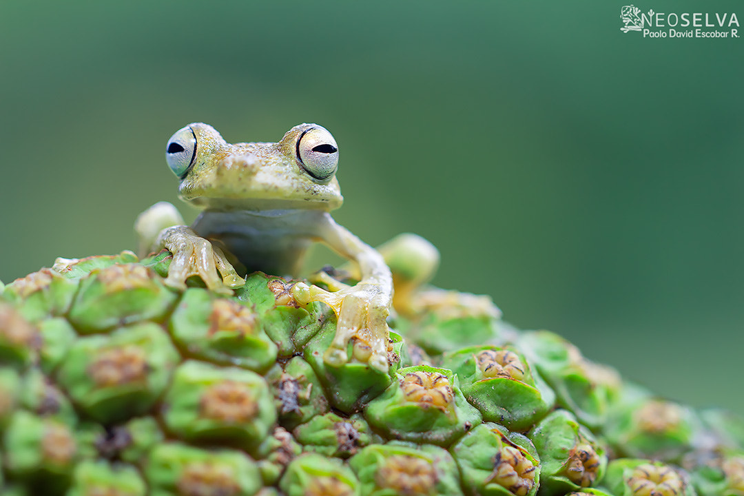 Canon EF 100mm F2.8L Macro IS USM sample photo. Rosenberg's gladiator treefrog (hypsiboas rosenbergi) photography