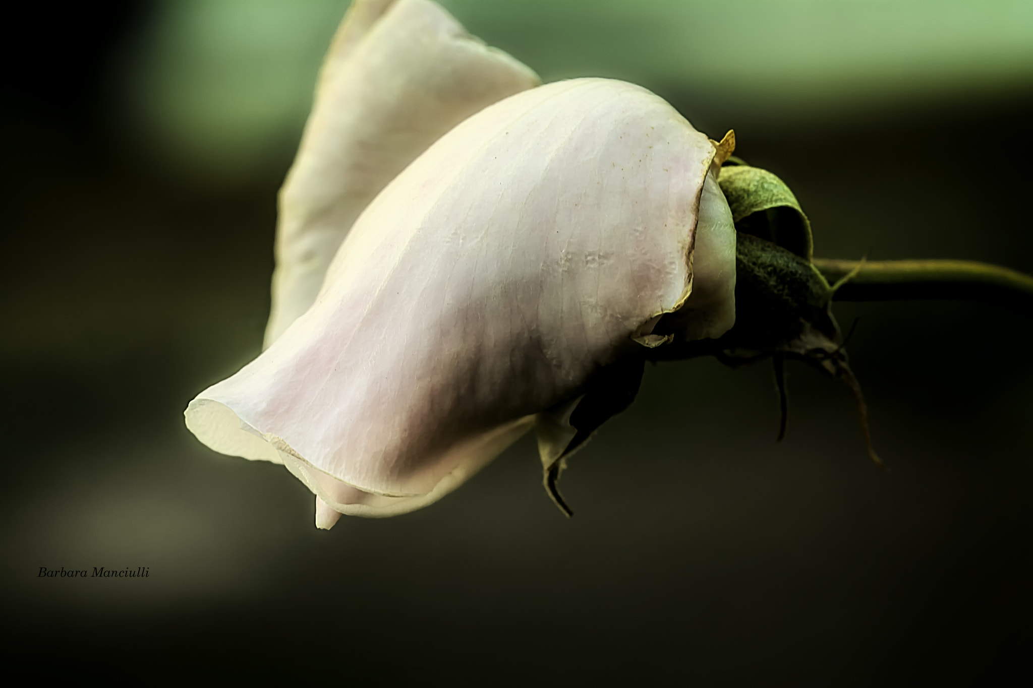 Sigma 150mm F2.8 EX DG OS Macro HSM sample photo. Come una geisha photography