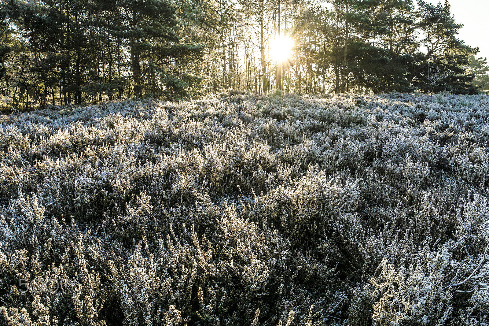 Samsung NX500 + Samsung NX 16-50mm F3.5-5.6 Power Zoom ED OIS sample photo. Sunrays shining through trees photography