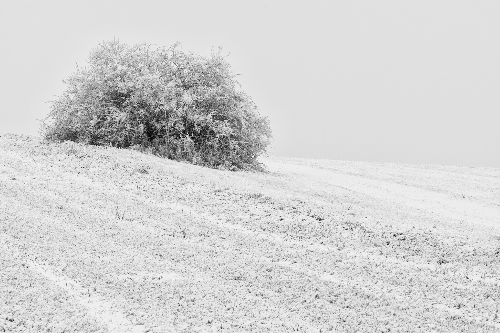 Nikon AF-S Nikkor 70-200mm F4G ED VR sample photo. Šípkový keř photography