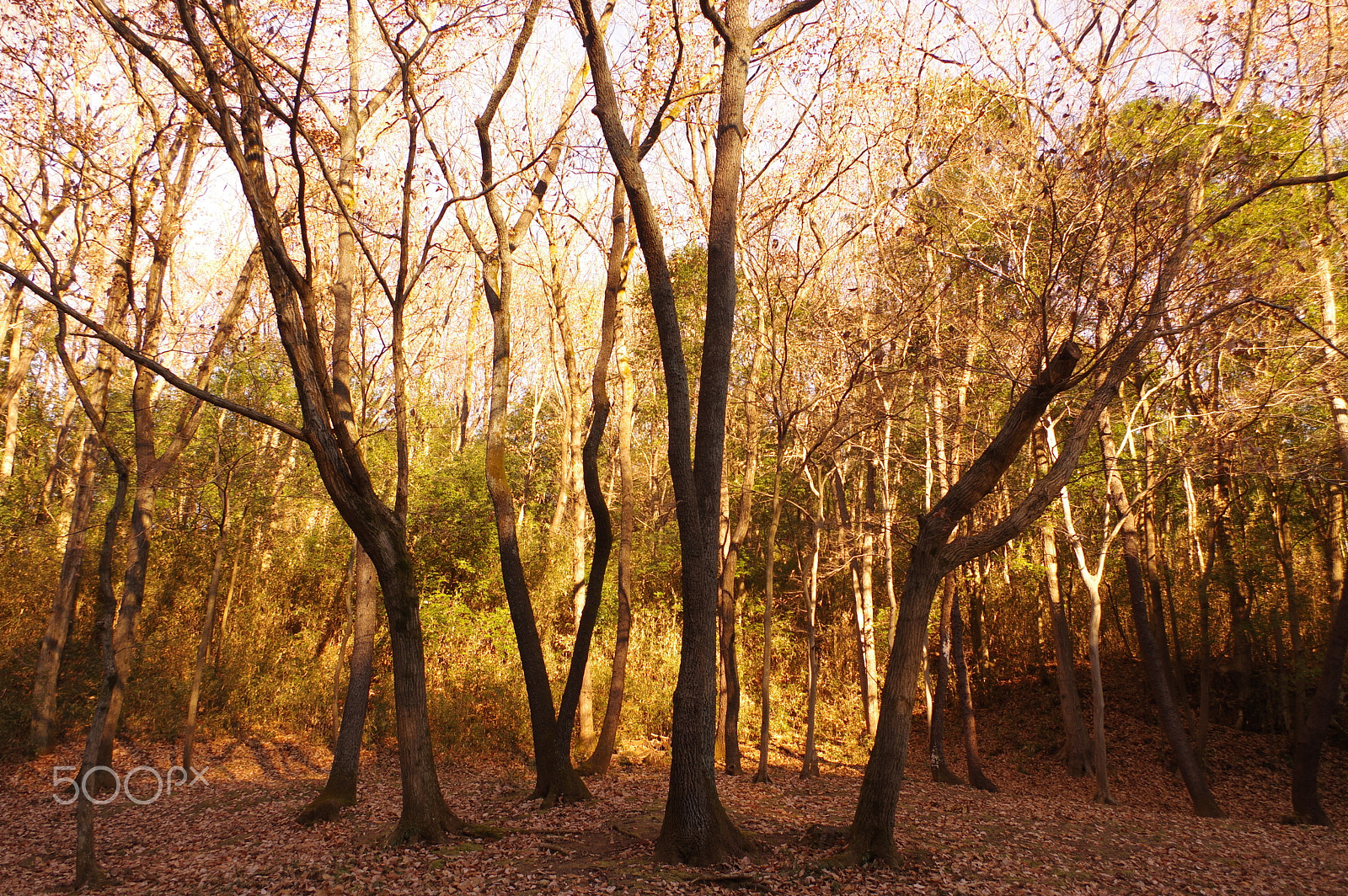 smc PENTAX-DA L 18-55mm F3.5-5.6 sample photo. Morning in winter forest photography