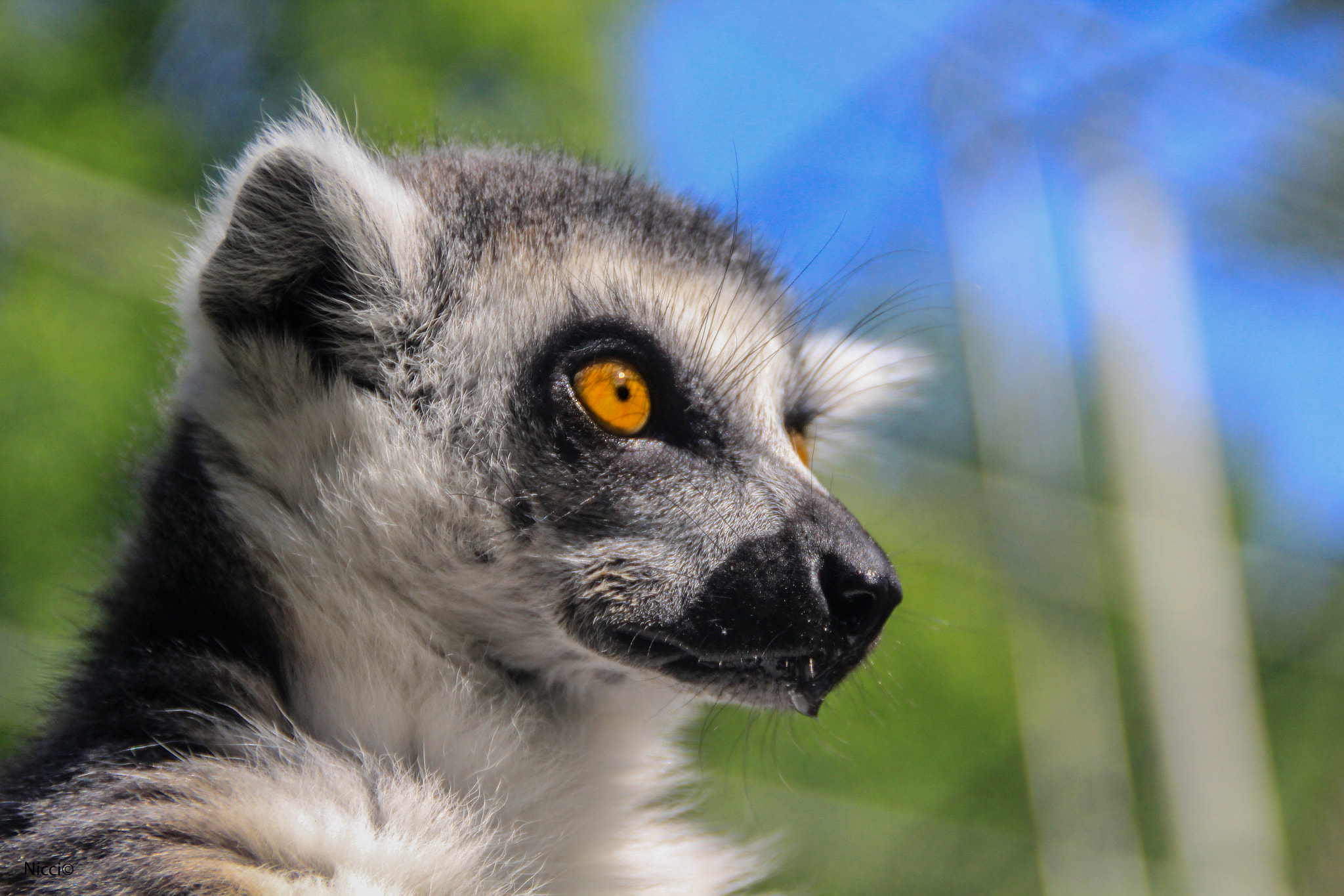 Canon EOS 1200D (EOS Rebel T5 / EOS Kiss X70 / EOS Hi) sample photo. Lemur photography