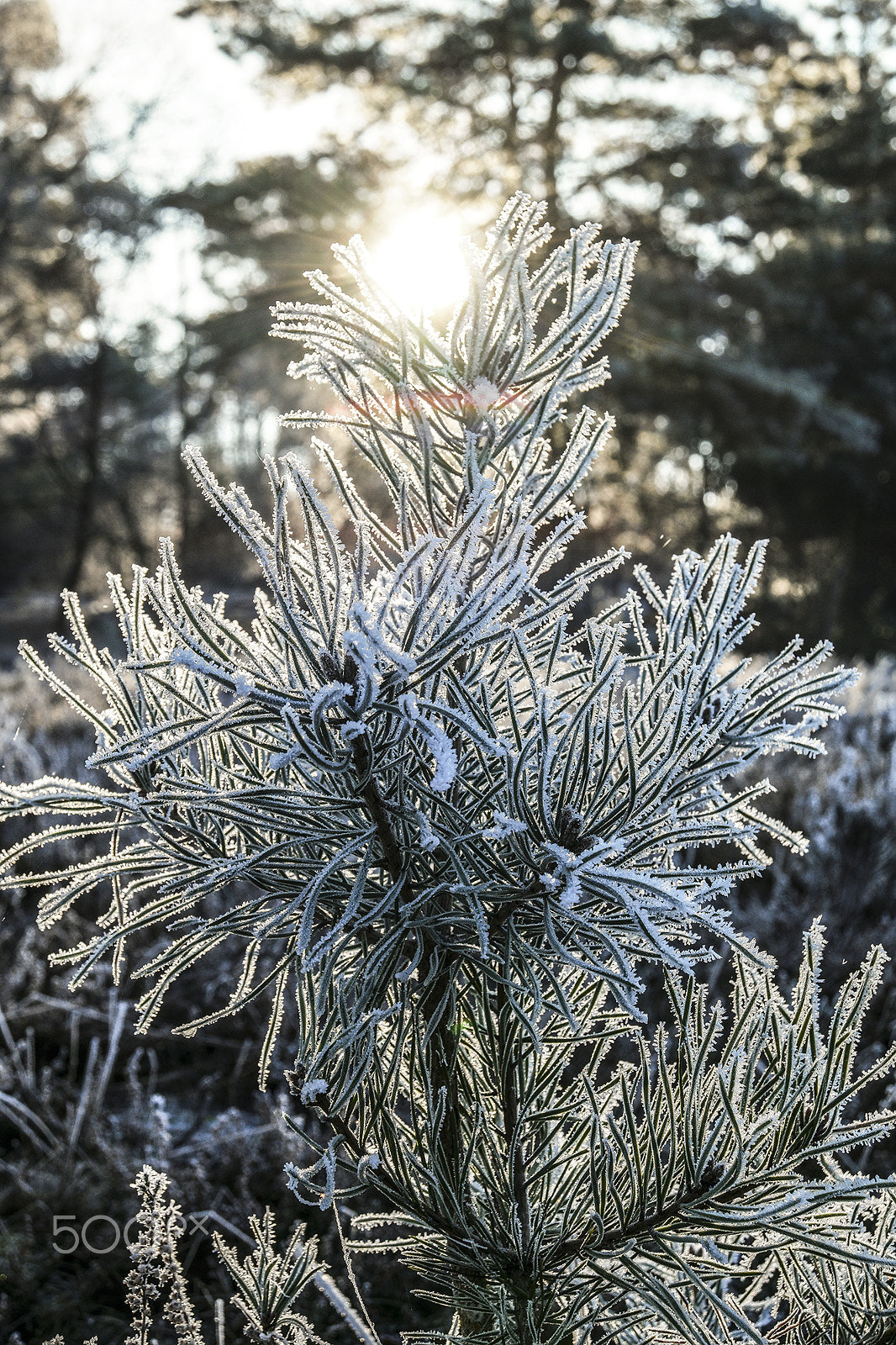 Samsung NX500 + Samsung NX 16-50mm F3.5-5.6 Power Zoom ED OIS sample photo. Sun shining throug plant photography