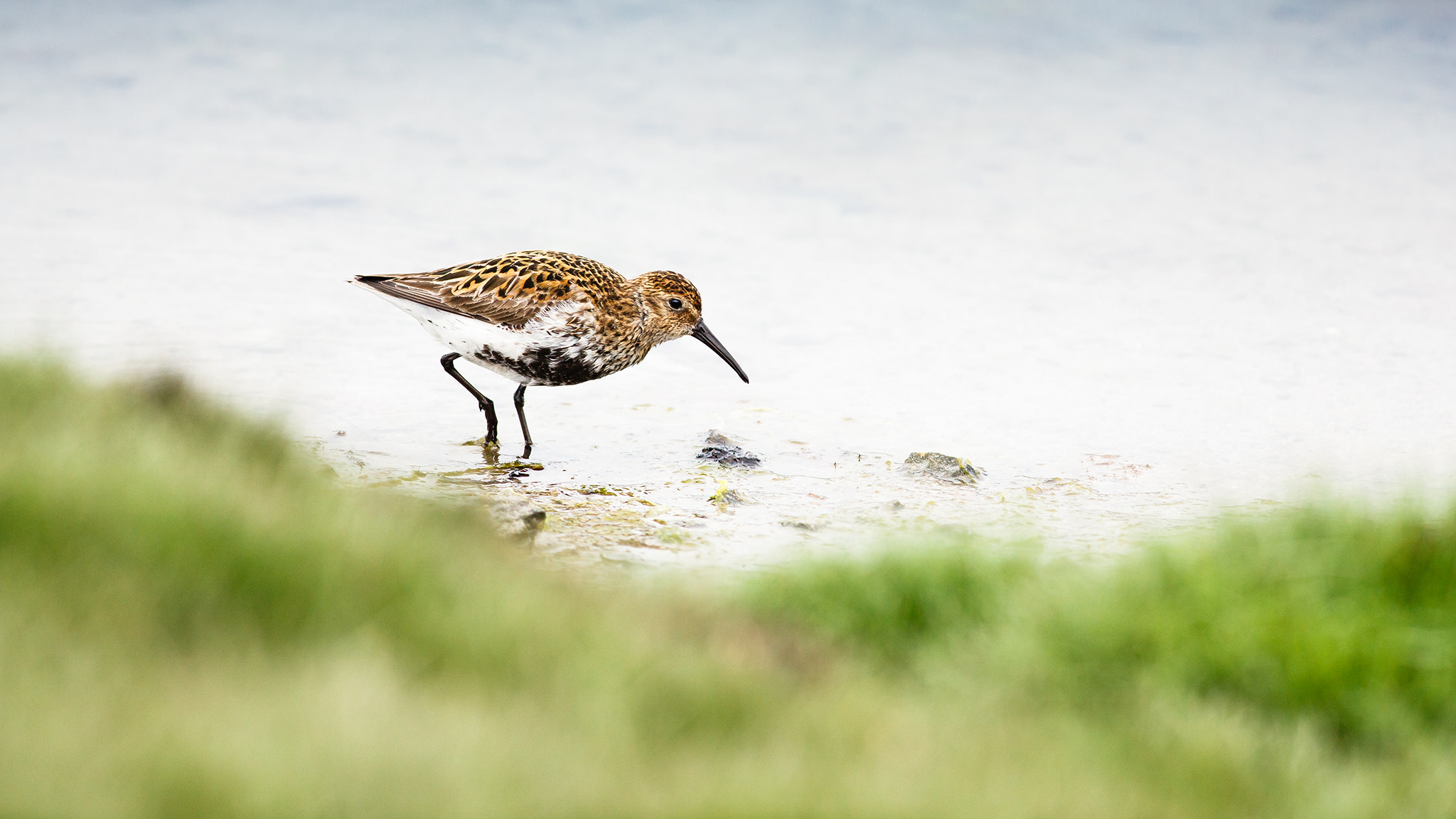 Canon EF 400mm F5.6L USM sample photo. F o o d . s e a r c h photography