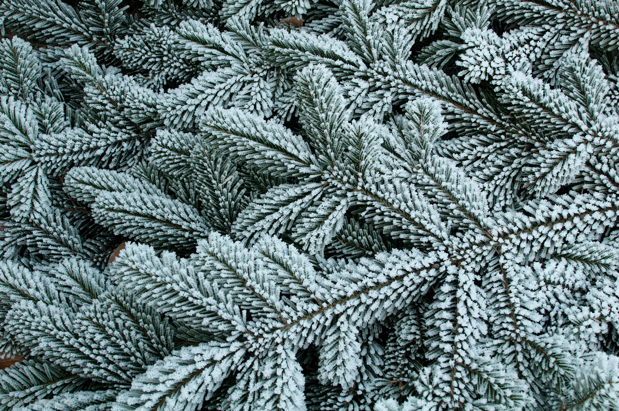 Nikon D300S sample photo. Fir branch covered with frost photography