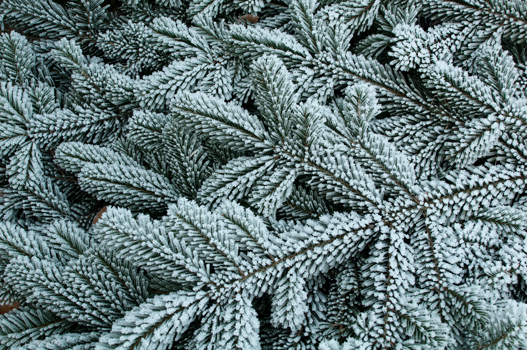 Nikon D300S + Nikon AF-S Nikkor 24mm F1.4G ED sample photo. Fir branch covered with frost photography