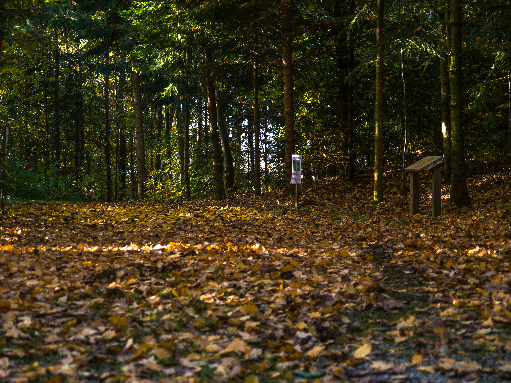 Panasonic Lumix DMC-G5 sample photo. Waldpark im herbst photography