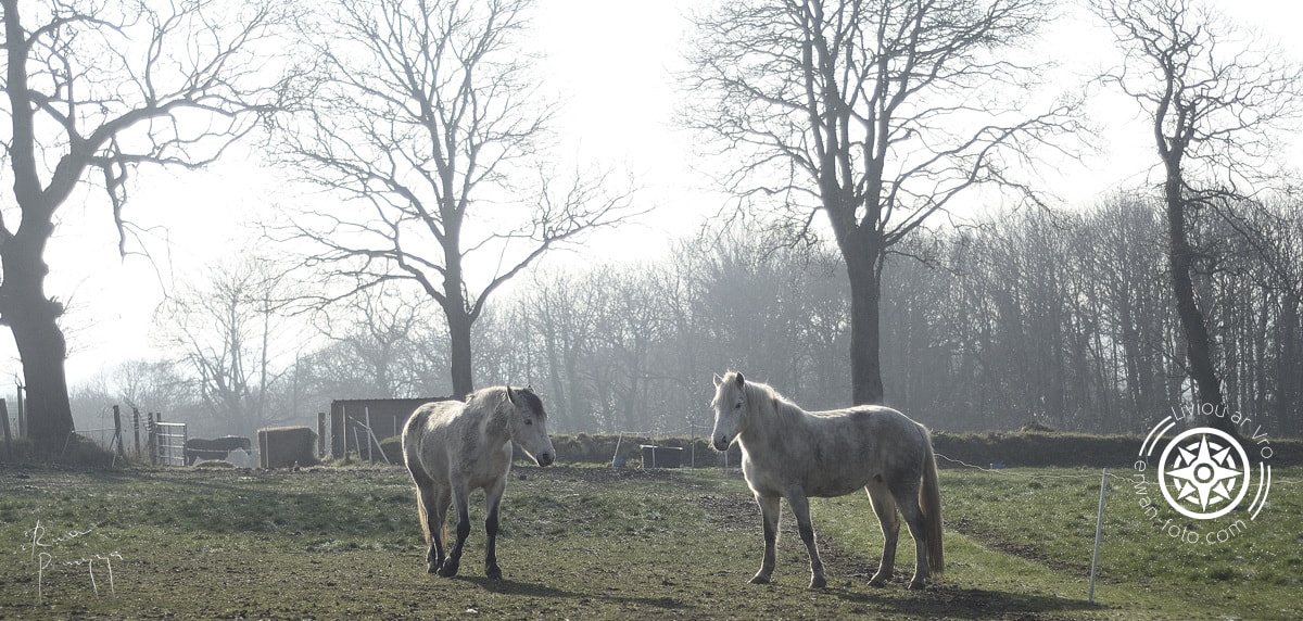 Nikon D7000 sample photo. Dans la quiétude de l'hiver breton photography