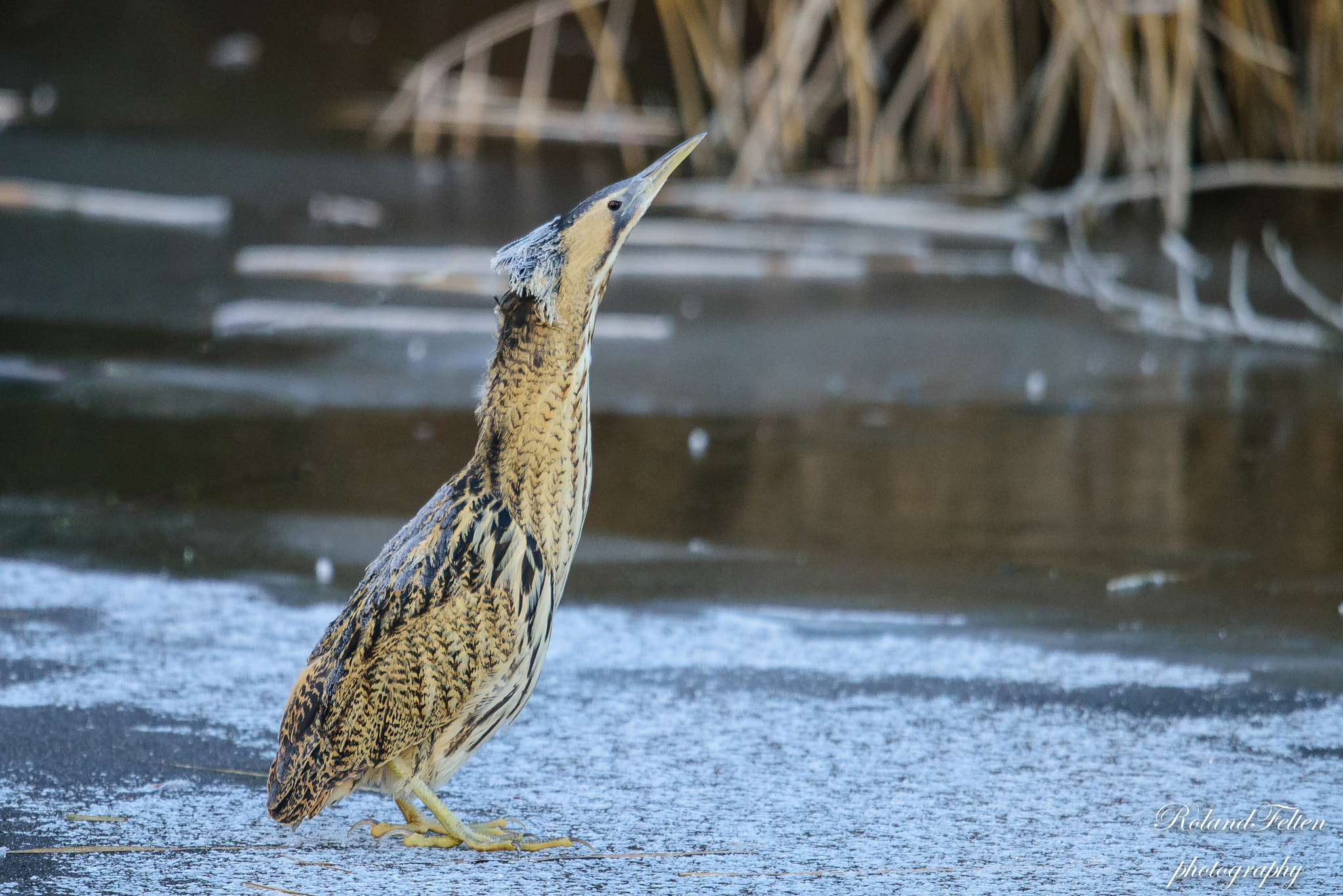 Nikon D810 + Nikon AF-S Nikkor 600mm F4G ED VR sample photo. Frosted bittern [re-edit] photography