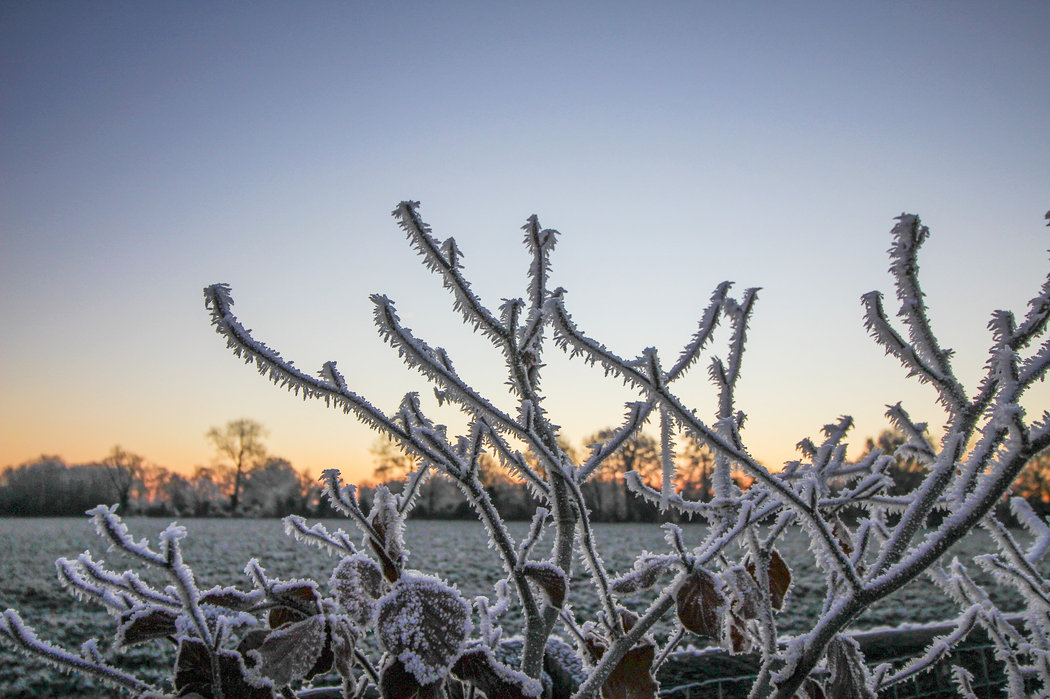 Canon EOS 100D (EOS Rebel SL1 / EOS Kiss X7) sample photo. Frosty branches photography