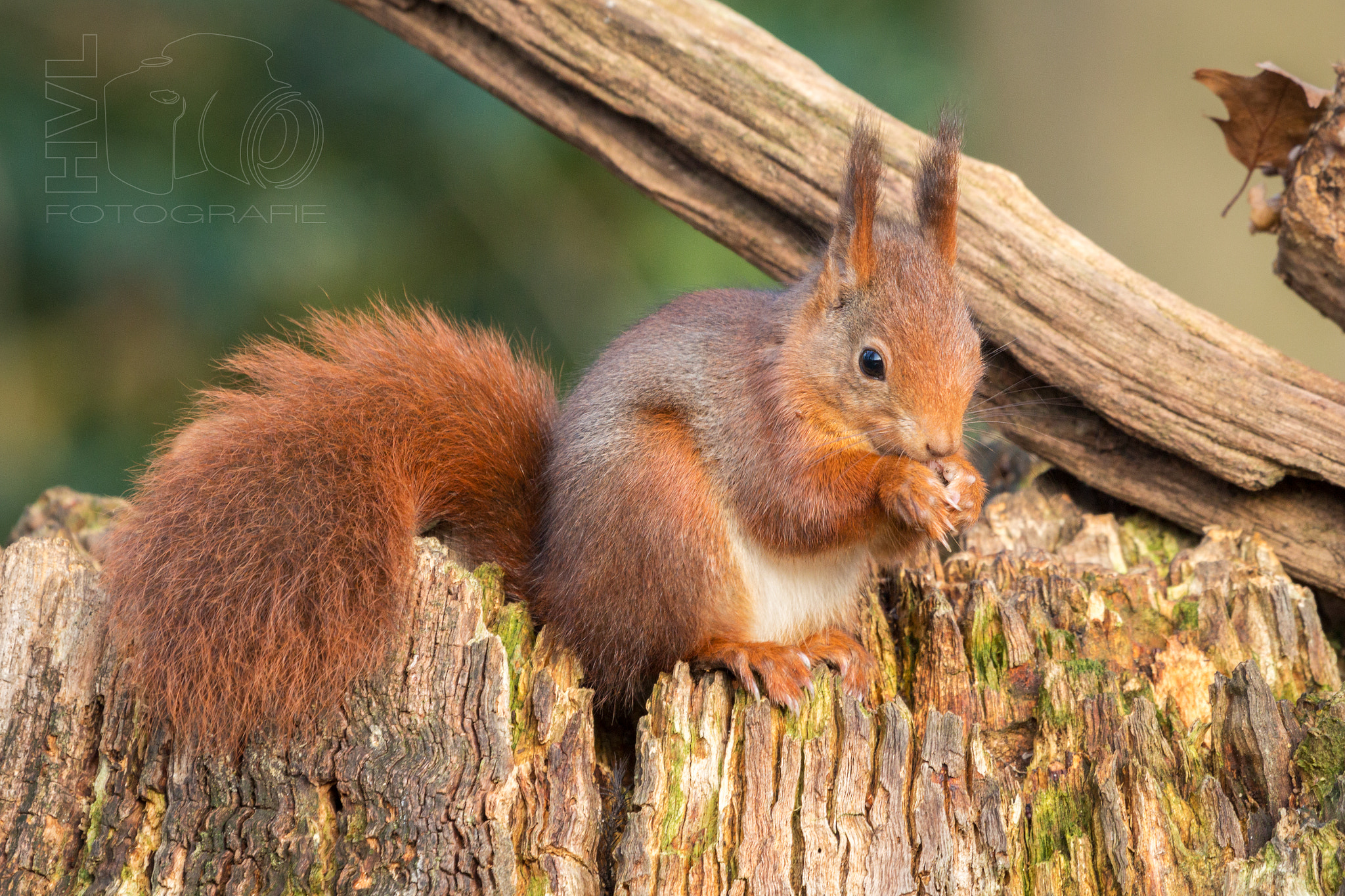 Canon EOS 650D (EOS Rebel T4i / EOS Kiss X6i) sample photo. Red squirrel...  photography