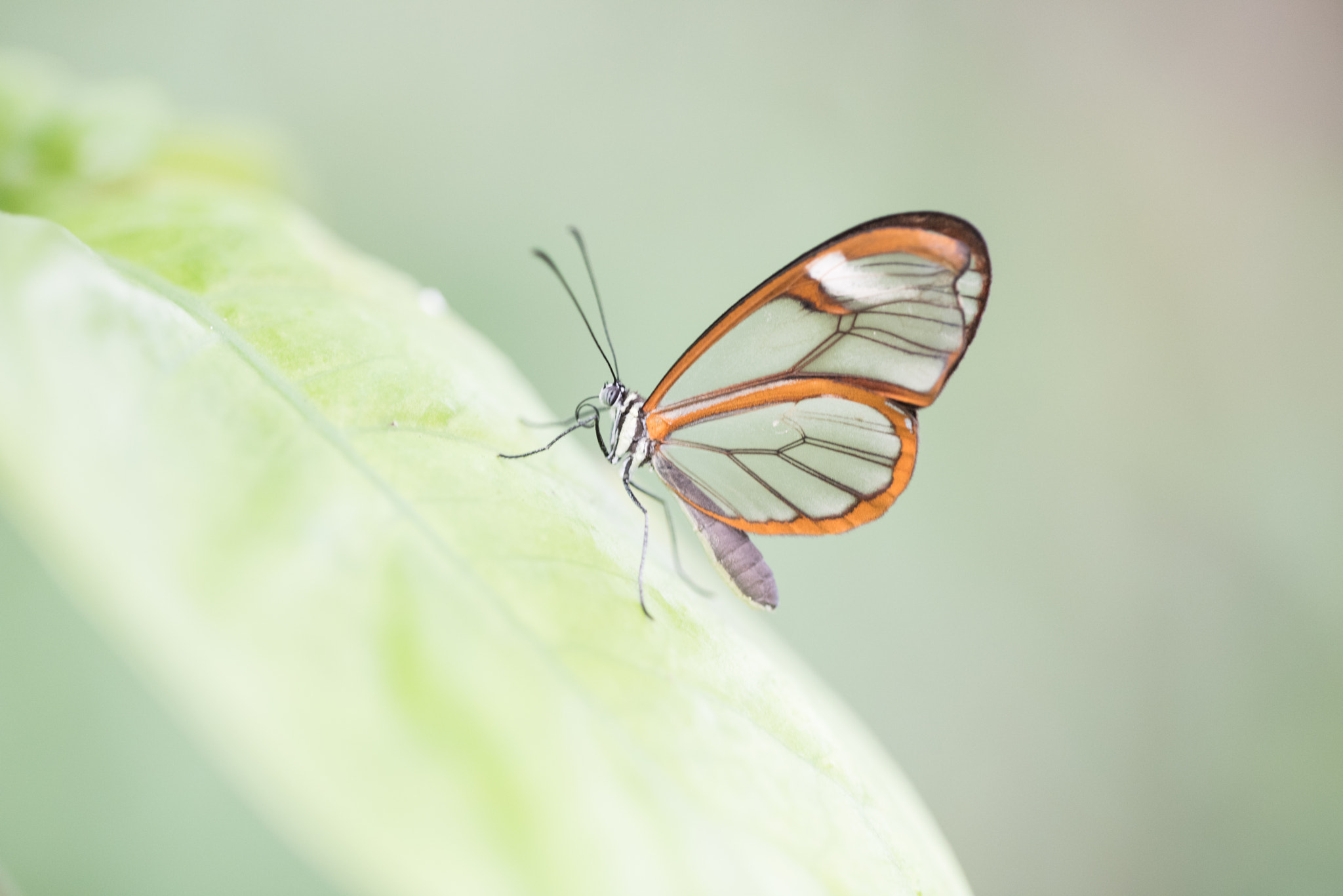 Sigma 150mm F2.8 EX DG OS Macro HSM sample photo. Greta oto photography