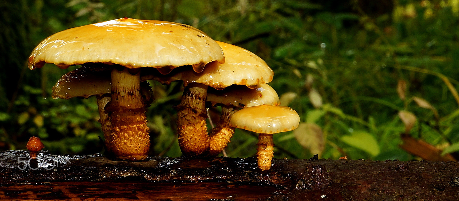 Sony SLT-A57 sample photo. Mushroom family photography