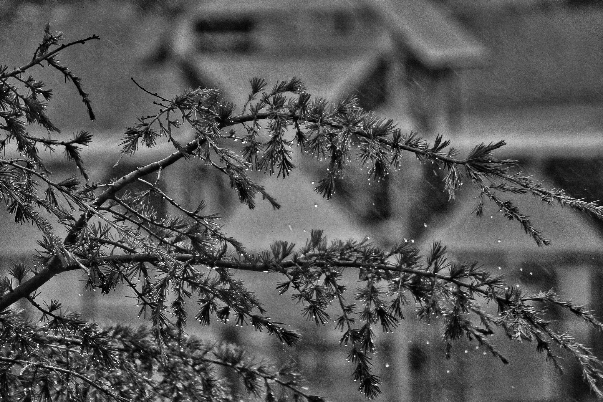 Canon EOS 500D (EOS Rebel T1i / EOS Kiss X3) sample photo. Rain and wind photography