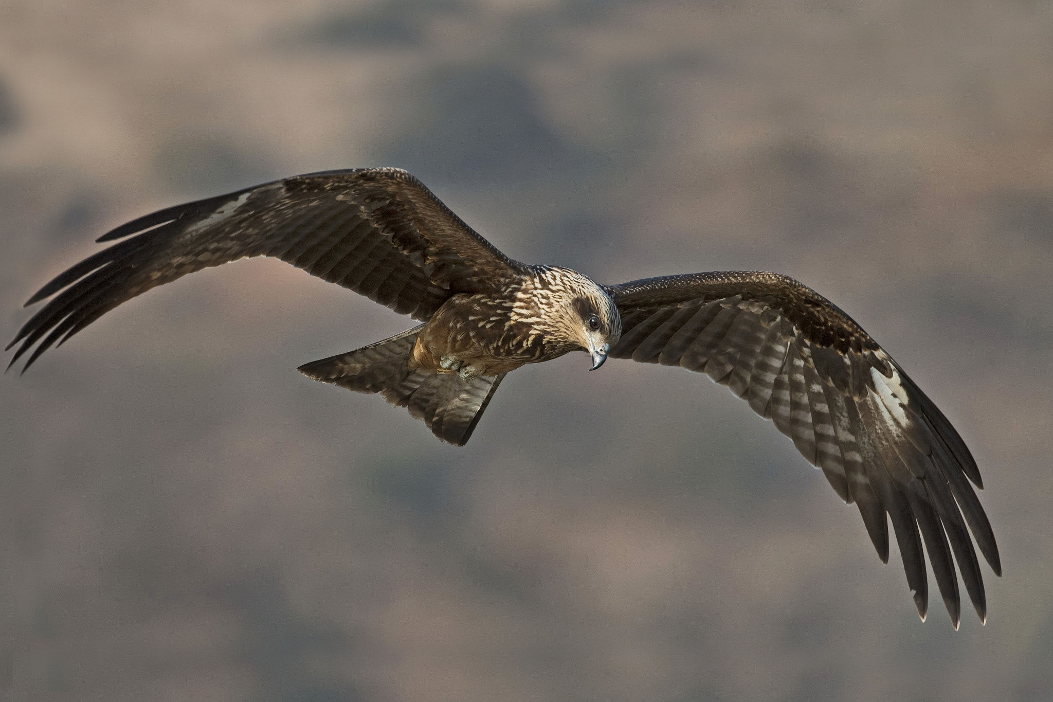 Canon EOS 70D + Canon EF 500mm F4L IS USM sample photo. Black kite photography