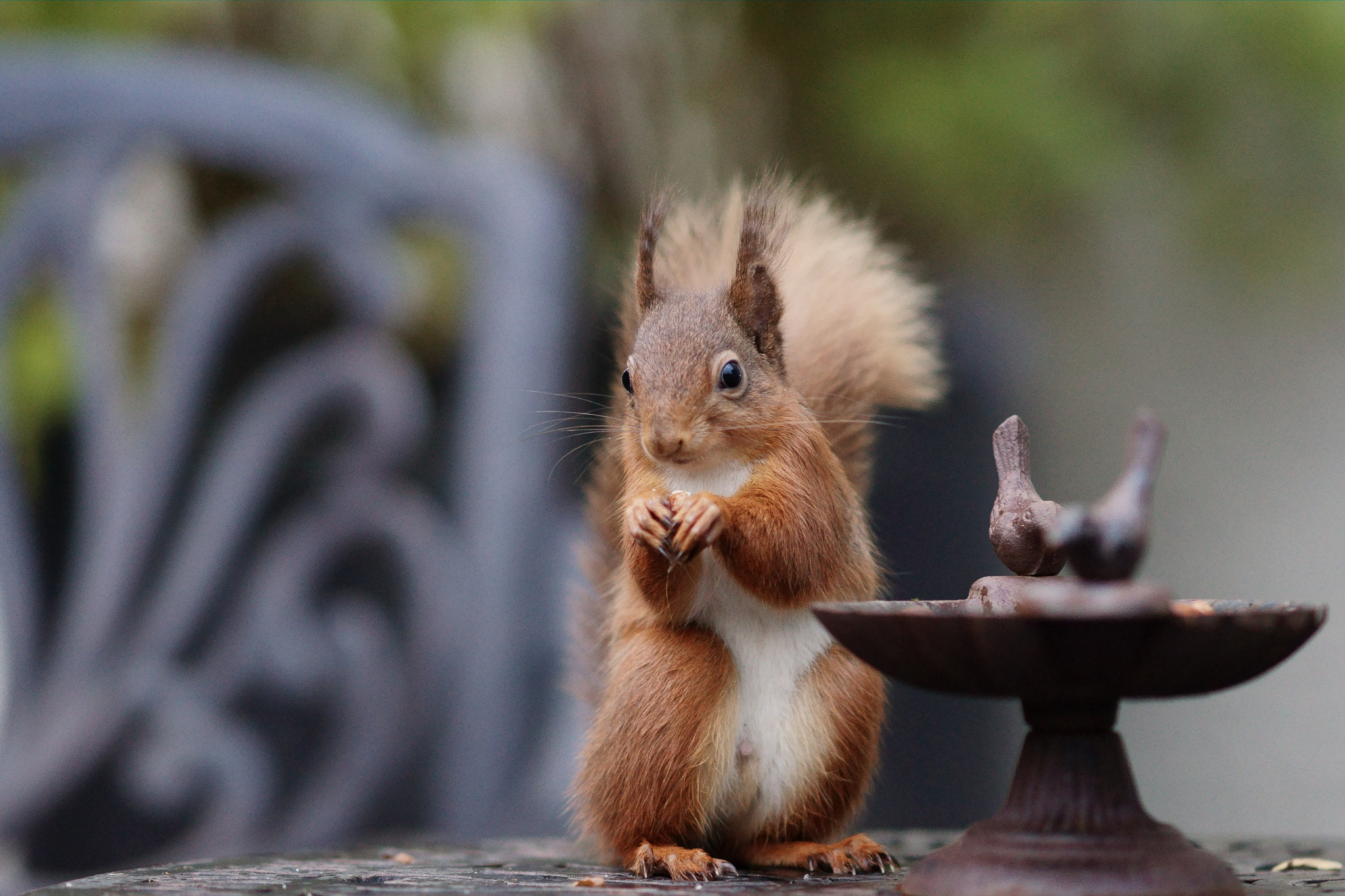 Sony Sonnar T* 135mm F1.8 ZA sample photo. 'ben' photography