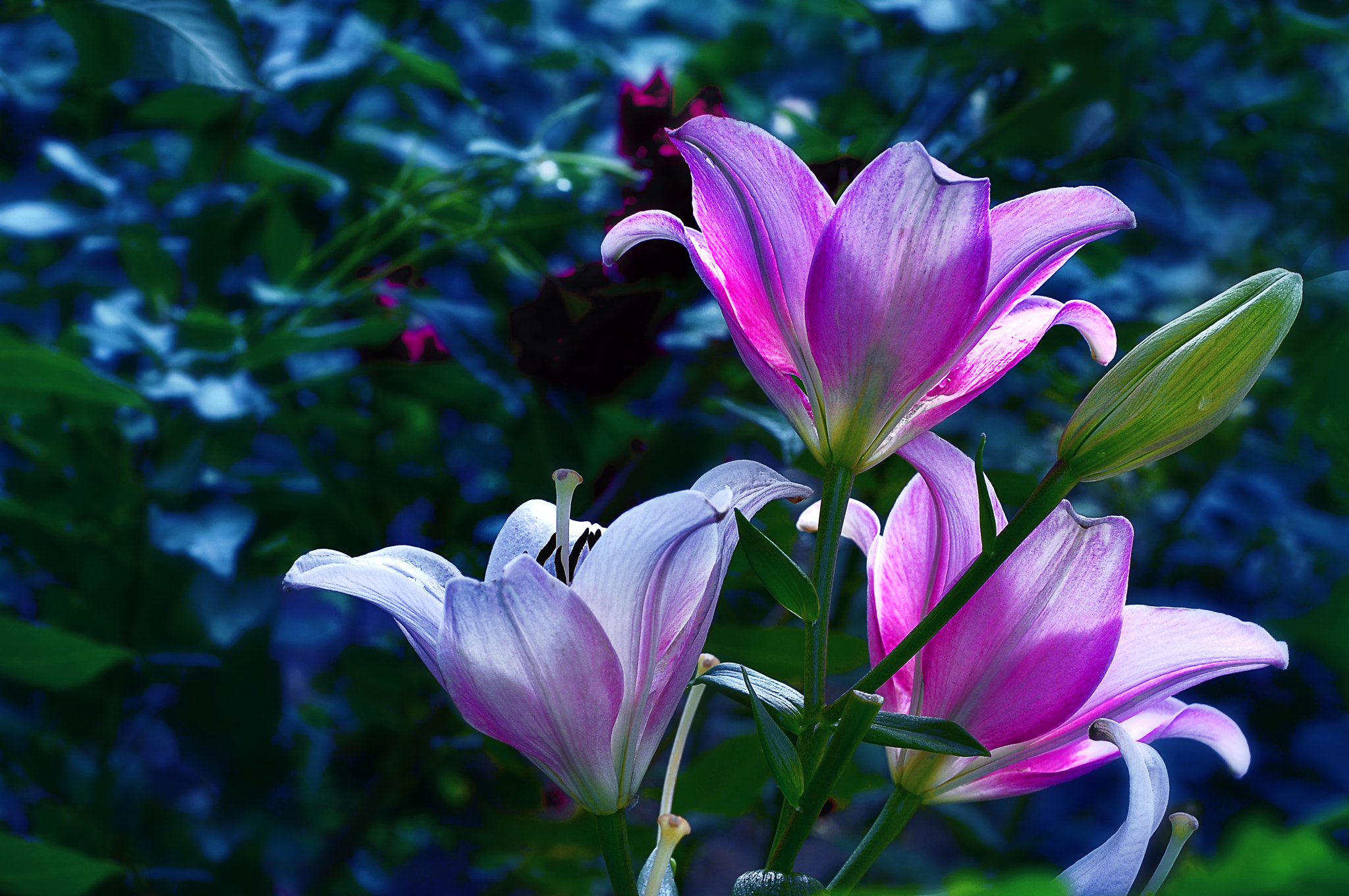 Nikon D300 + Nikon AF Nikkor 50mm F1.4D sample photo. Лилии photography