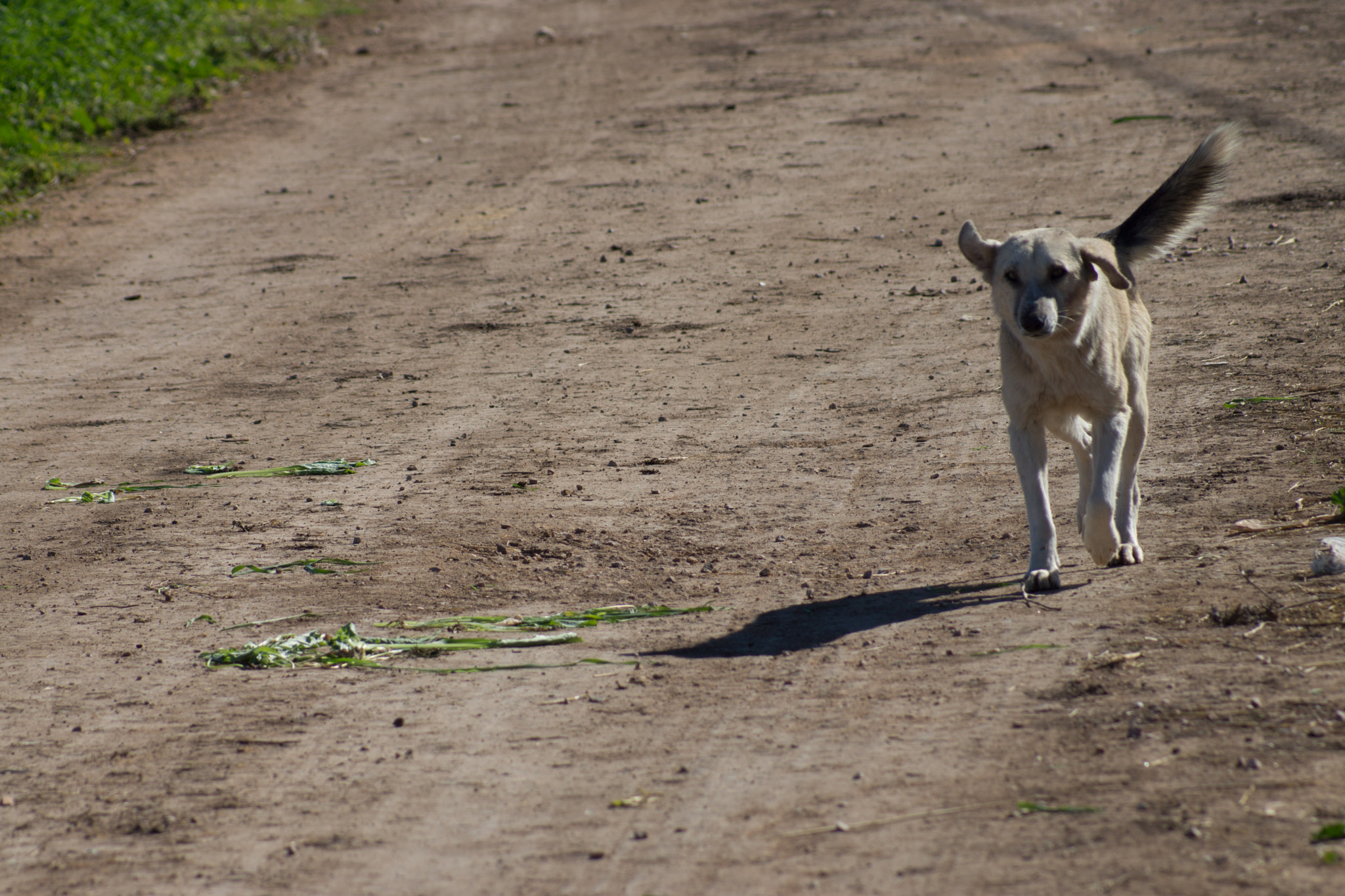 Sony SLT-A65 (SLT-A65V) sample photo. Dog walking in the farm photography