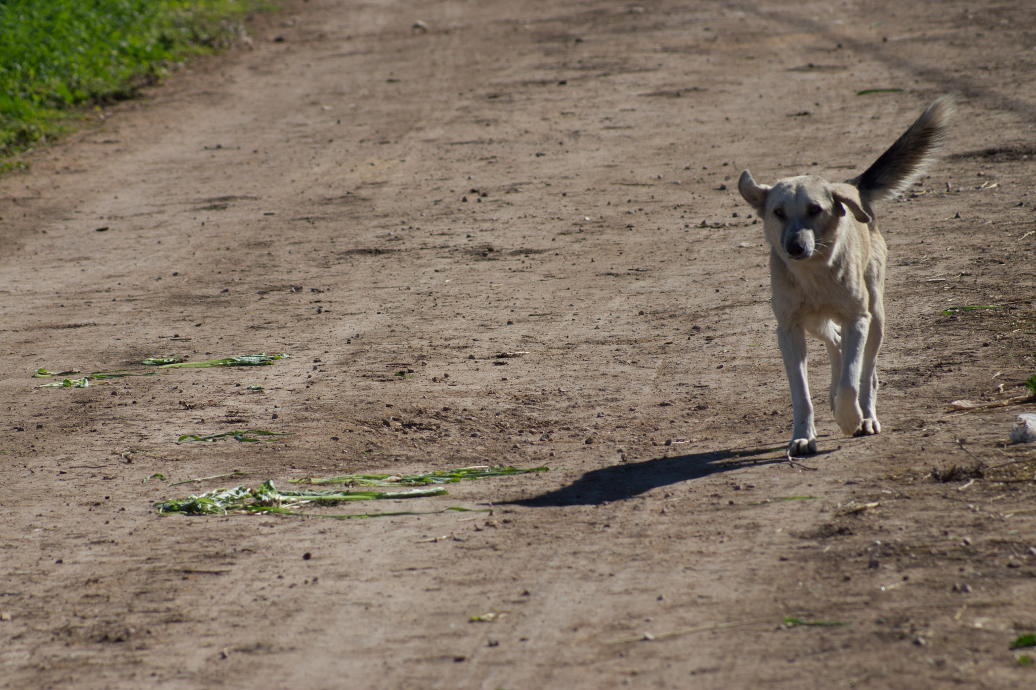 Sony 75-300mm F4.5-5.6 sample photo. Dog walking in the farm photography