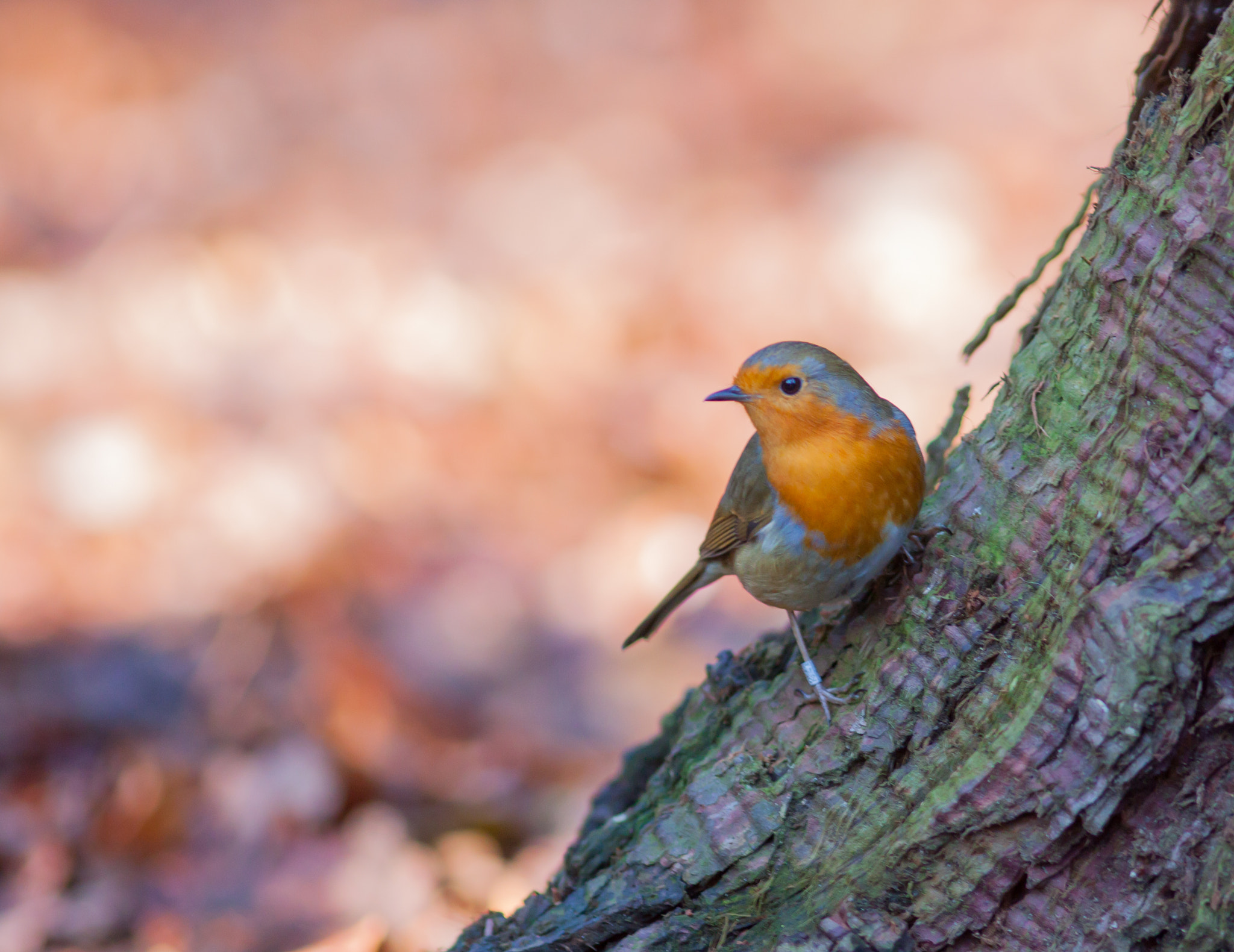 Canon EOS 50D + Canon EF 200mm F2.8L II USM sample photo. Robin 3 (erithacus rubecula) photography