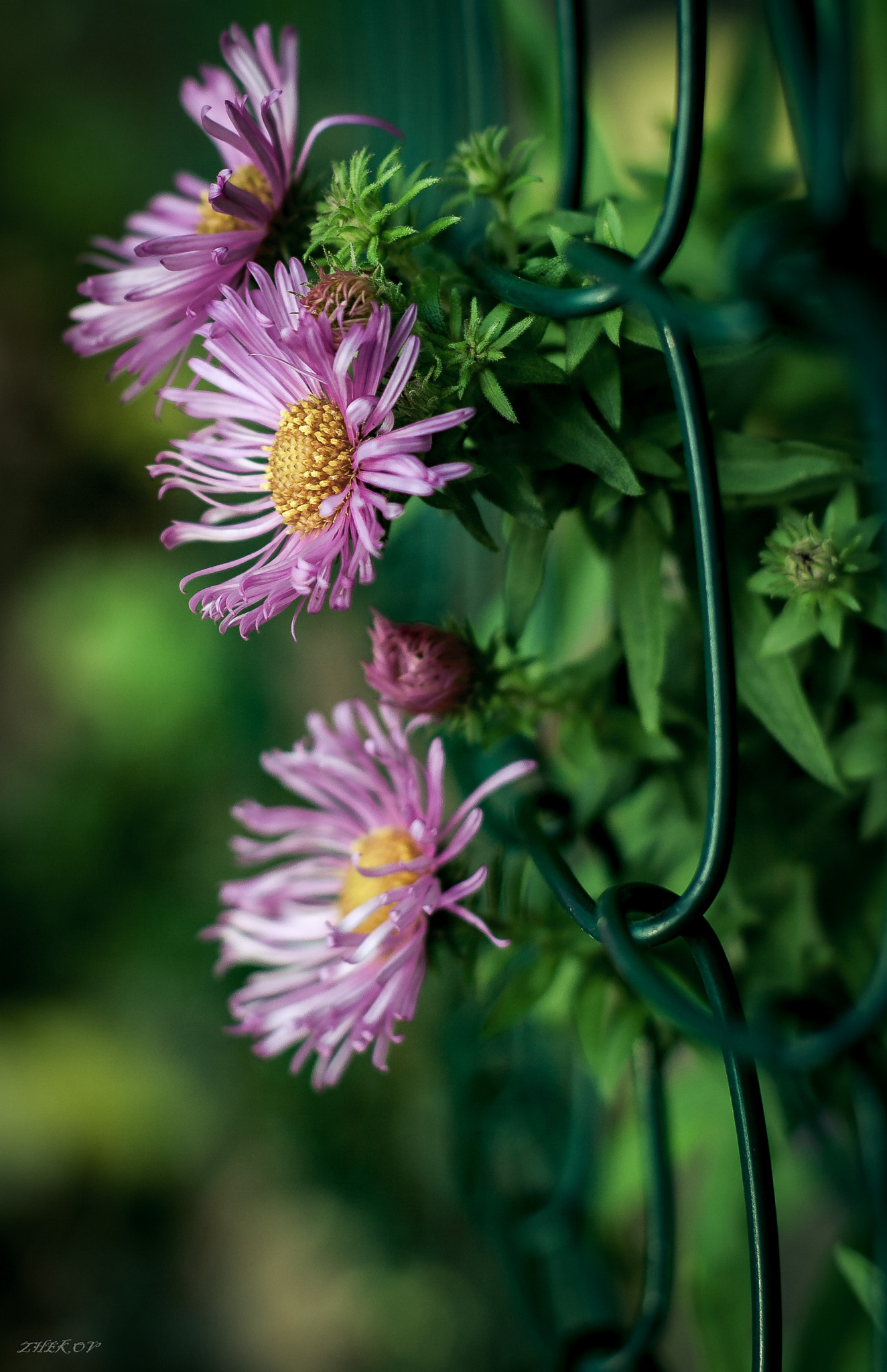 Canon EOS 1000D (EOS Digital Rebel XS / EOS Kiss F) sample photo. Beautiful flowers  photography