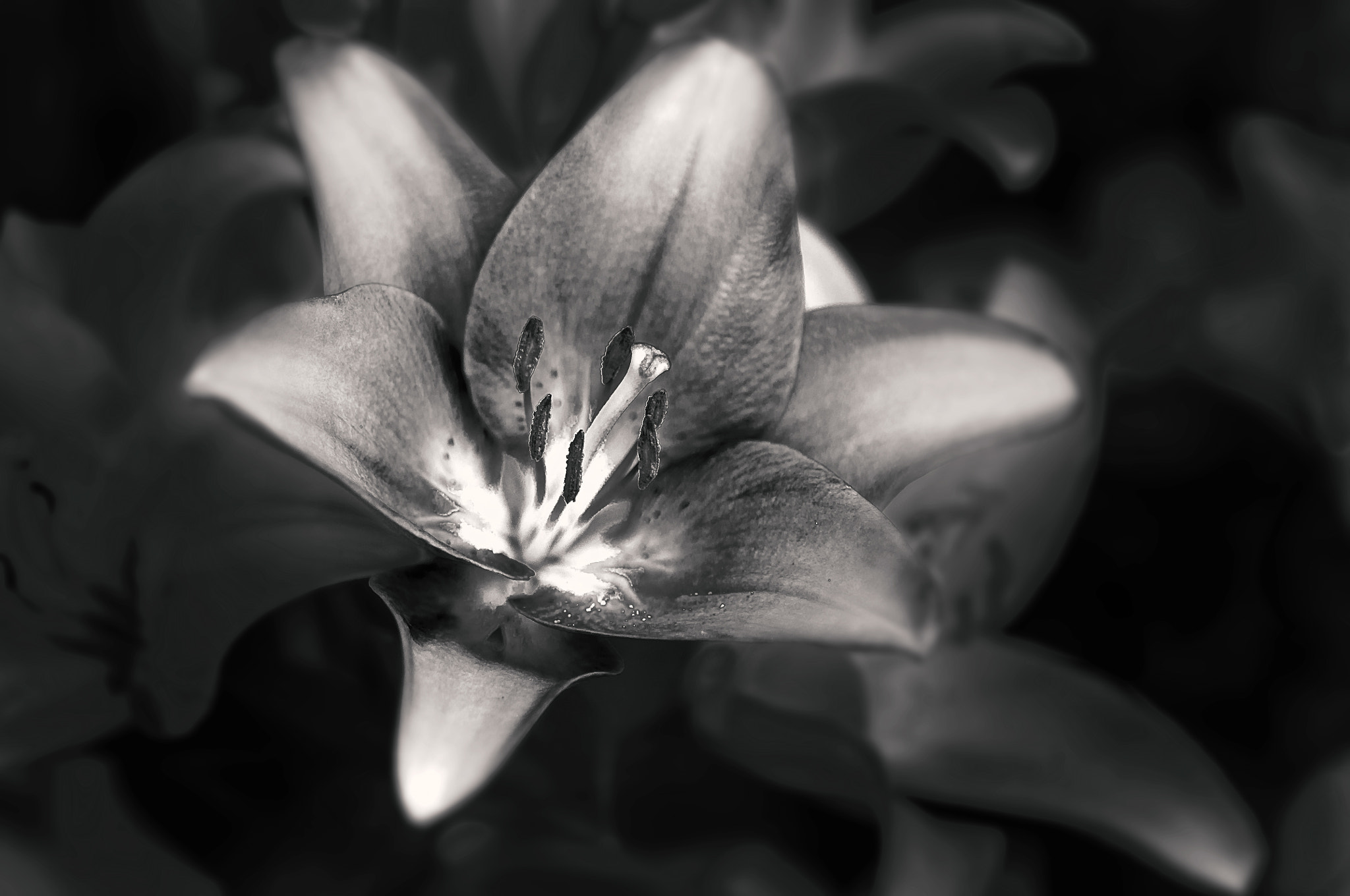 AF Micro-Nikkor 105mm f/2.8 sample photo. Лилия photography