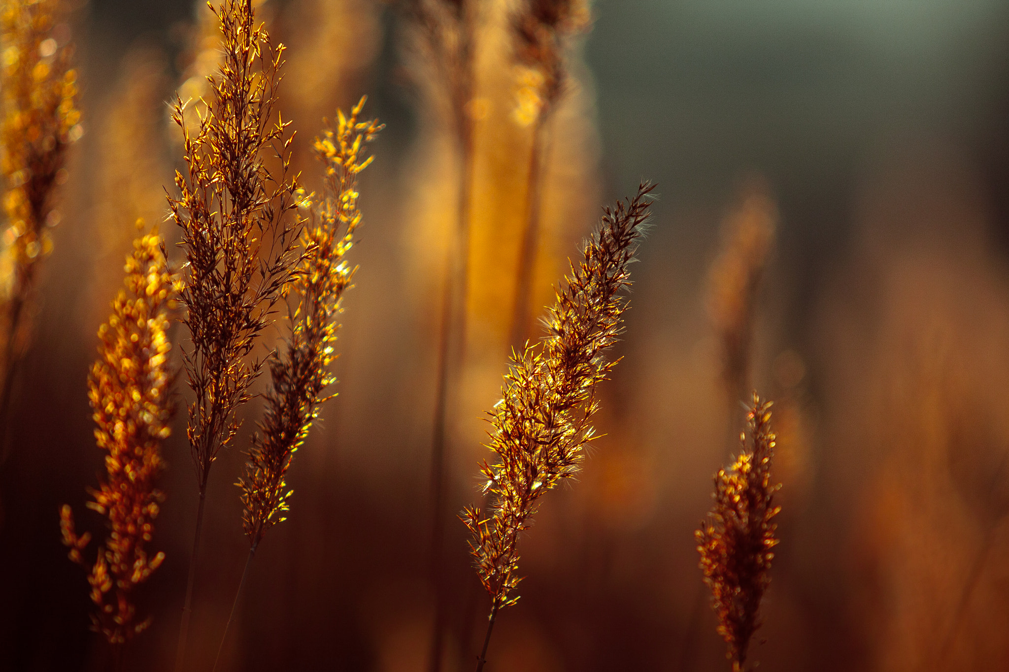 Canon EOS-1D Mark III + Canon EF 70-200mm F2.8L USM sample photo. Fields of gold photography